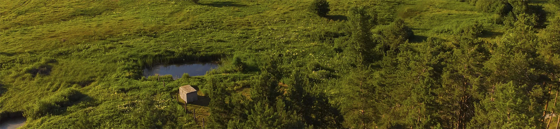 section background
