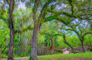 Enchanted Forest Elaine Gordon Park