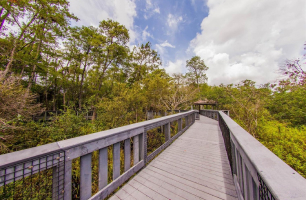 Tall Cypress Natural Area