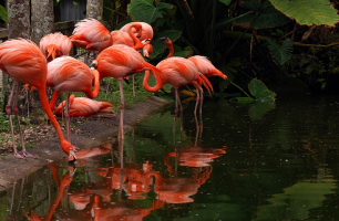 Flamingo Gardens