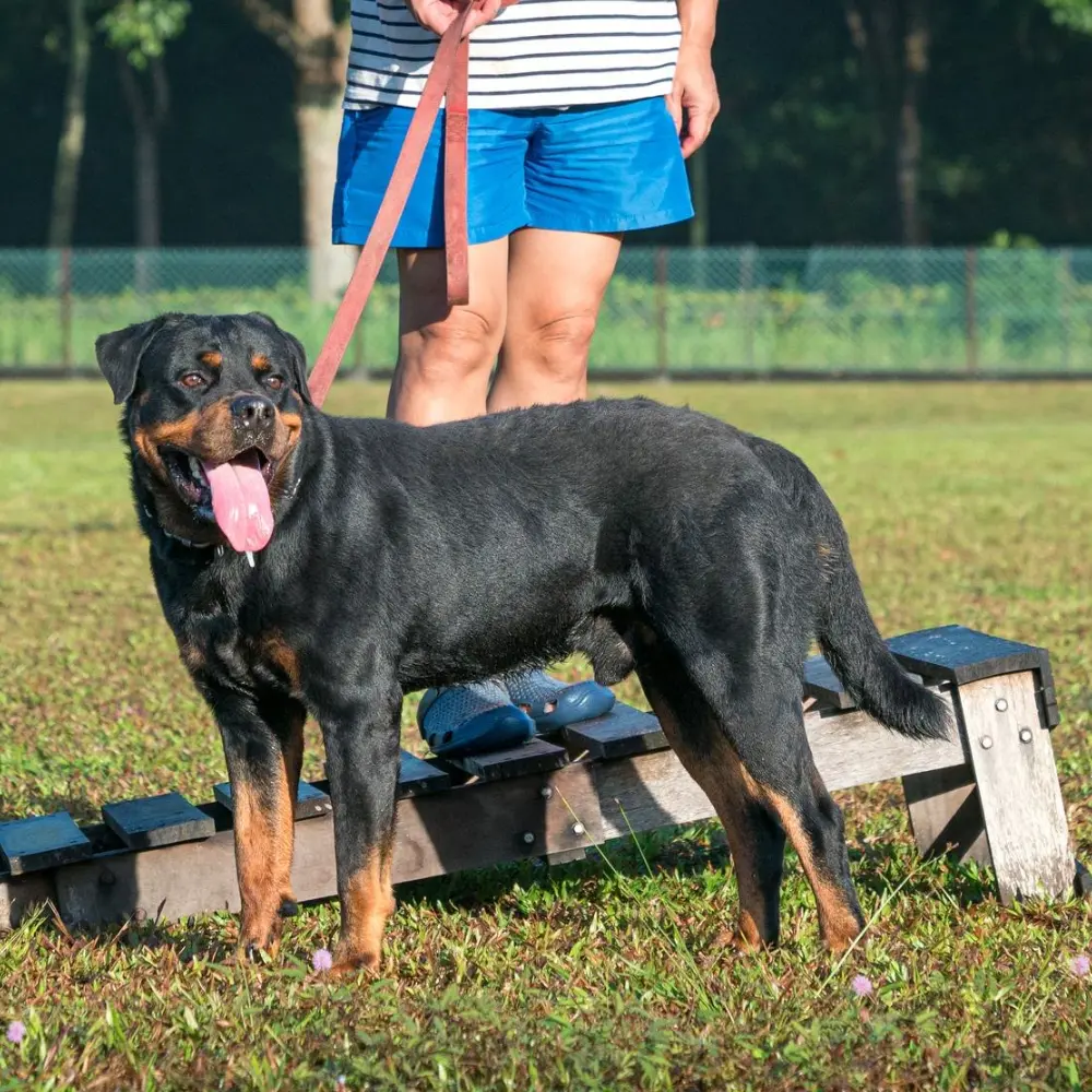 Personalized Training