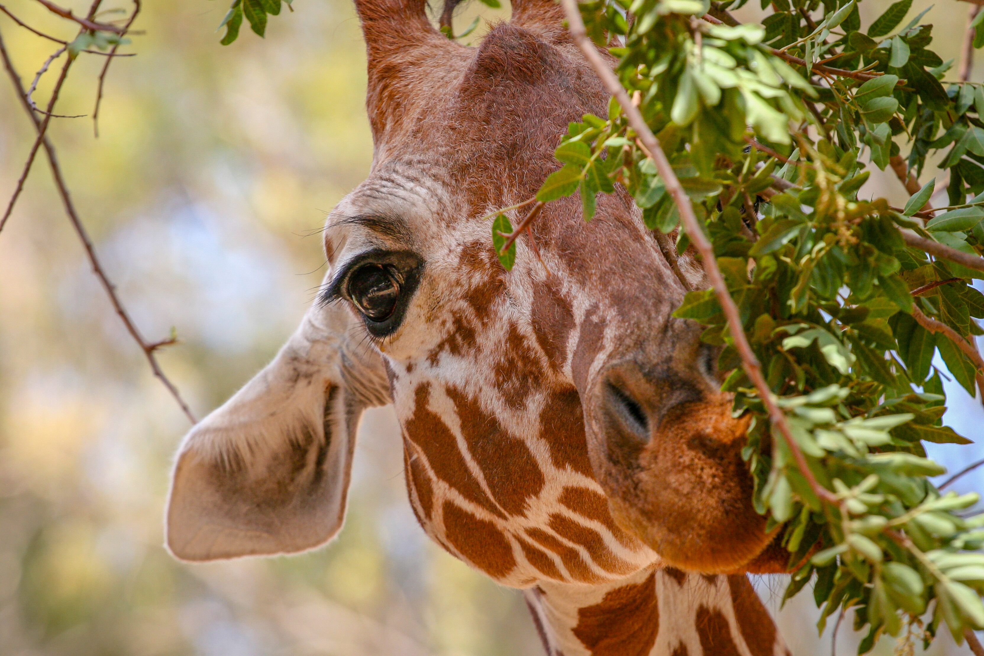 A close-up of a giraffe's face as it nibbles on green leaves from a branch, showcasing its large, gentle eye. Safari Ramat Gan, Israel