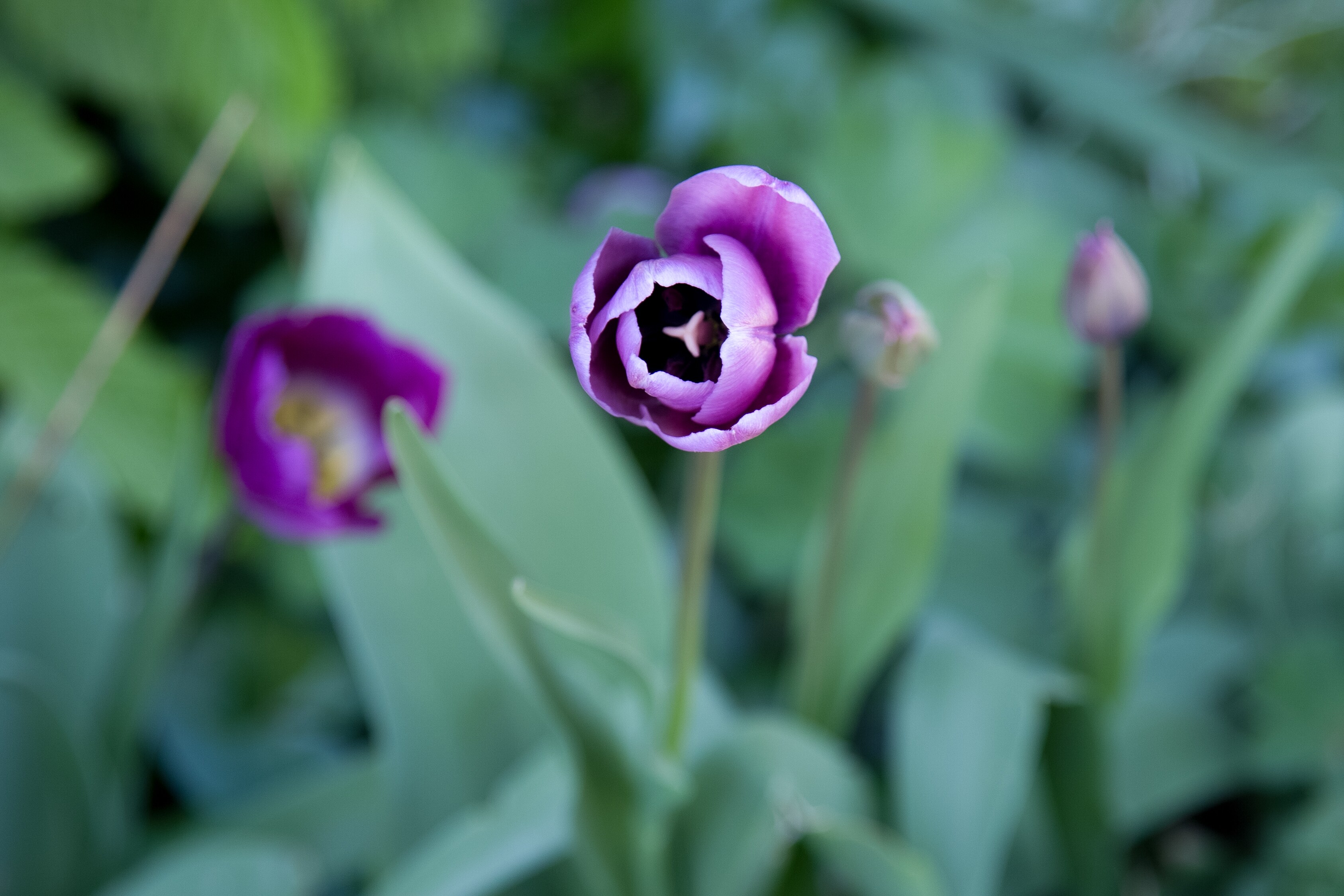 A close-up of a purple tulip in full bloom, surrounded by blurred green foliage, capturing its soft beauty. Melk, Austria