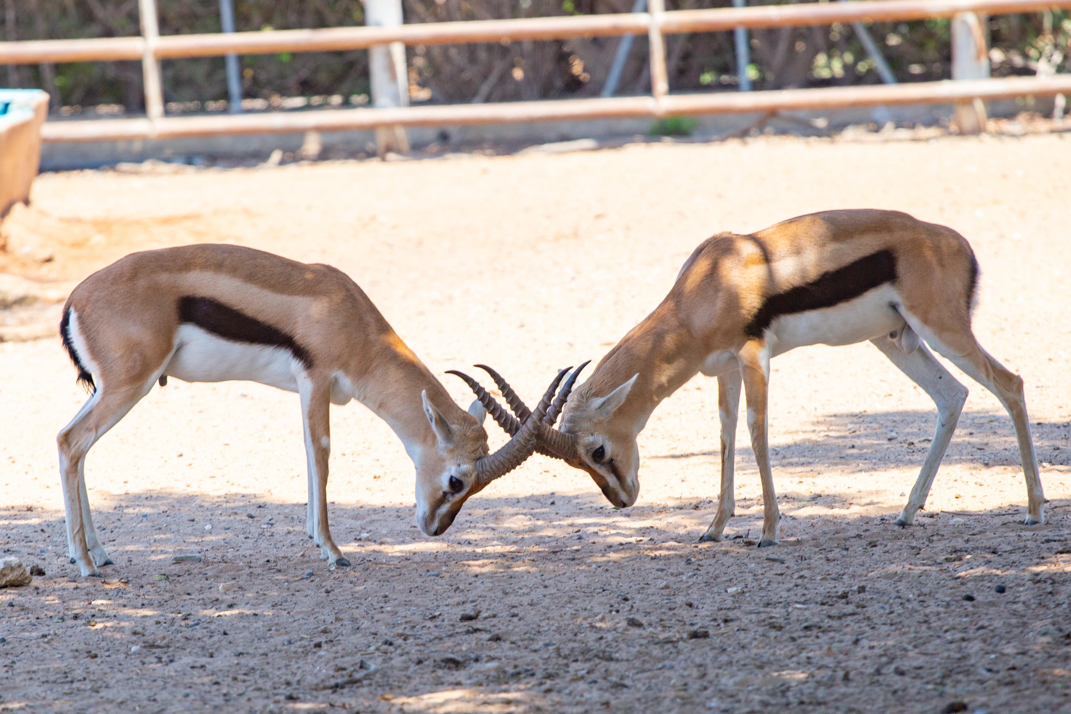 Two gazelles stand head-to-head, their horns intertwined in a test of dominance under the bright sun at Safari Park. Safari Ramat Gan, Israel