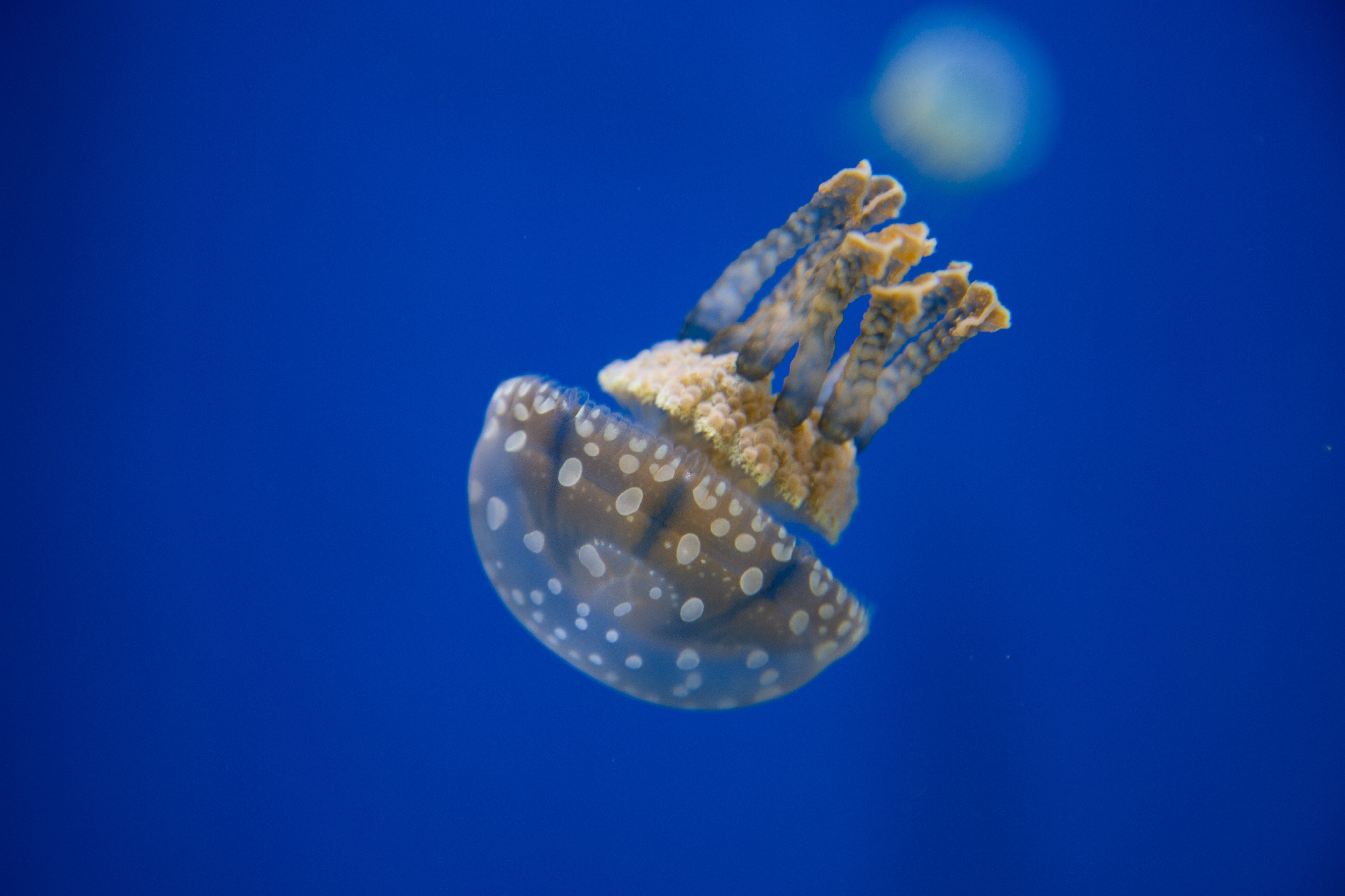 A lone spotted jellyfish gracefully floats in vibrant blue water.Oceanarium, Jerusalem, Israel