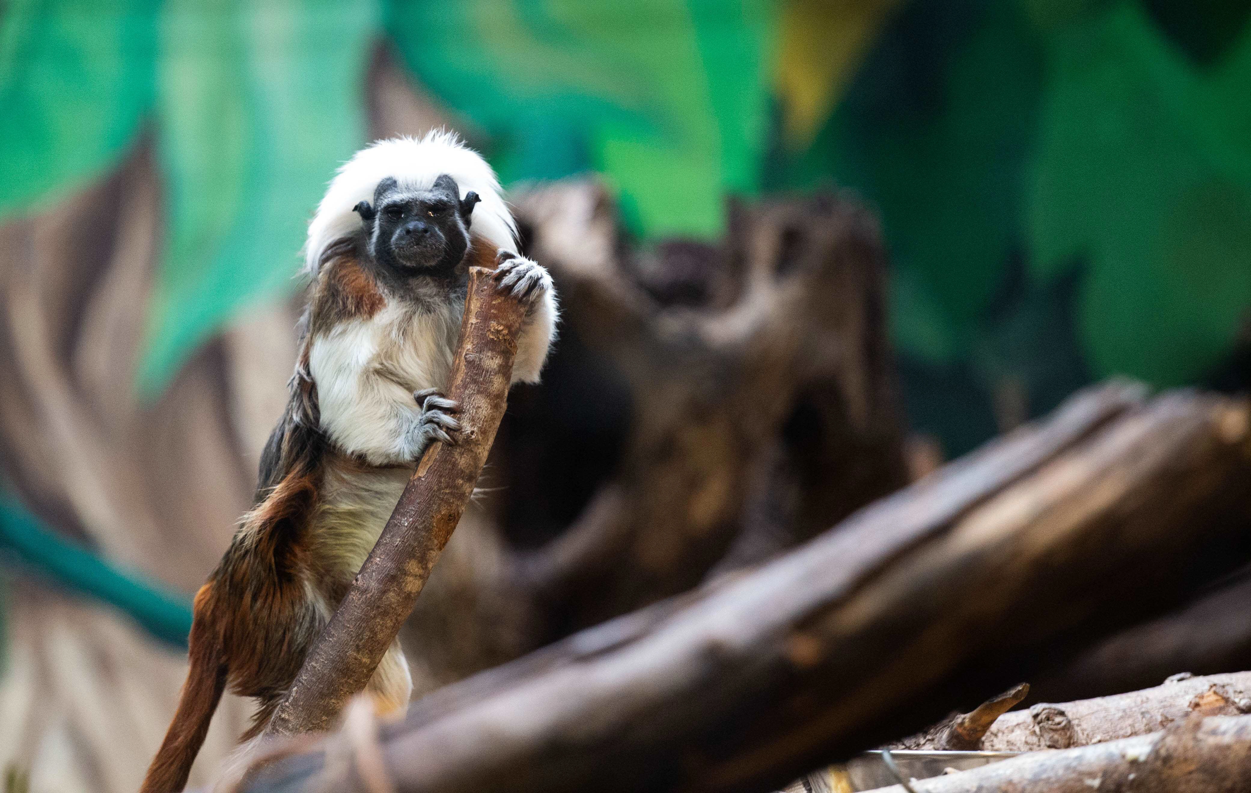 A cotton-top tamarin clings to a branch, observing its surroundings against a lush, green backdrop.