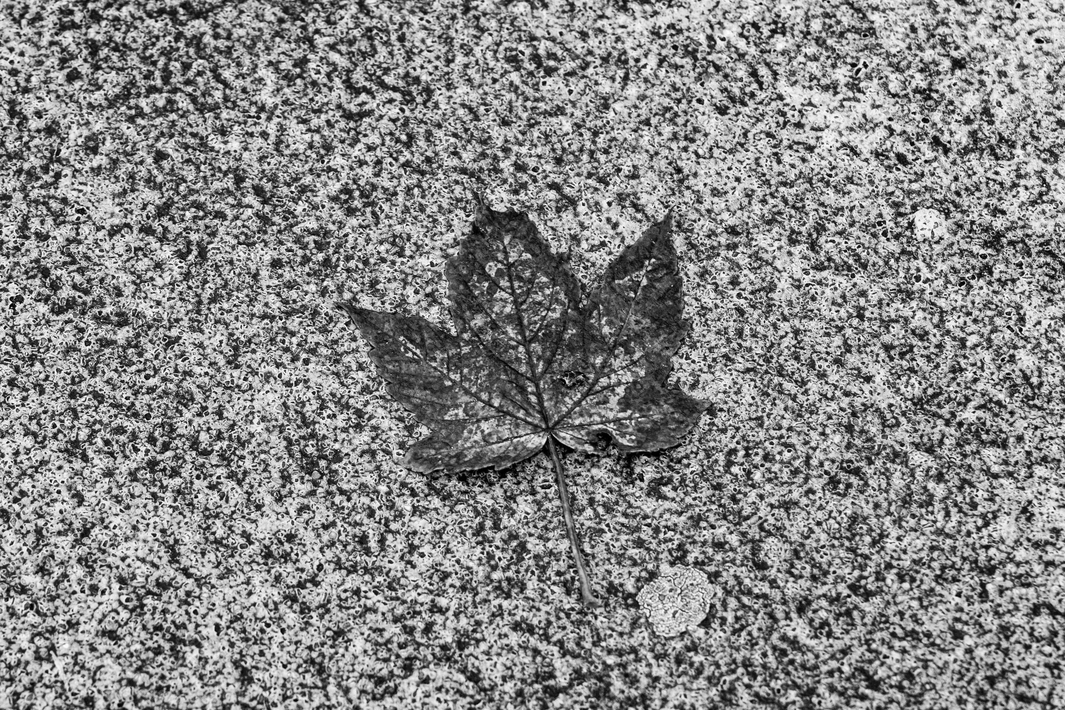 A single fallen leaf lies still on a rough, textured concrete surface, embodying the quiet beauty of nature amidst an urban landscape. The black and white palette emphasizes the contrast between the organic and inorganic, evoking a sense of stillness and reflection. Duisburg, Germany