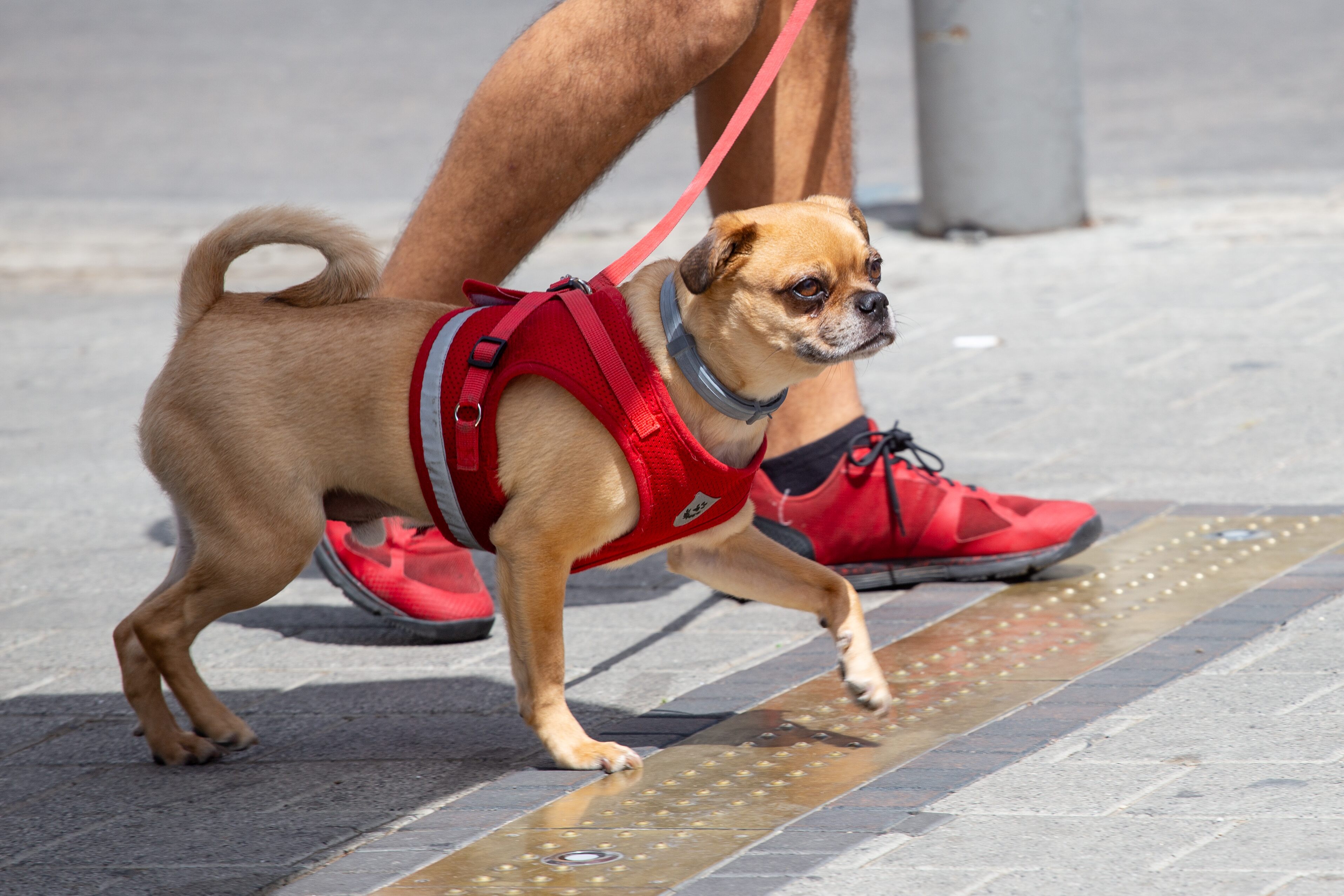 A small dog in a red harness walks confidently alongside its owner, matching their vibrant red shoes on a sunny day. Tel Aviv, Israel