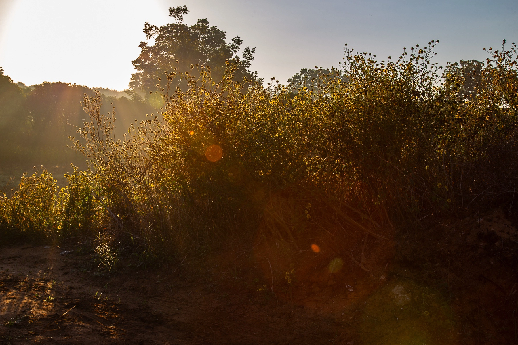 Sunlight streaming through dense shrubbery and trees, casting a warm glow. Hod HaSharon,Israel