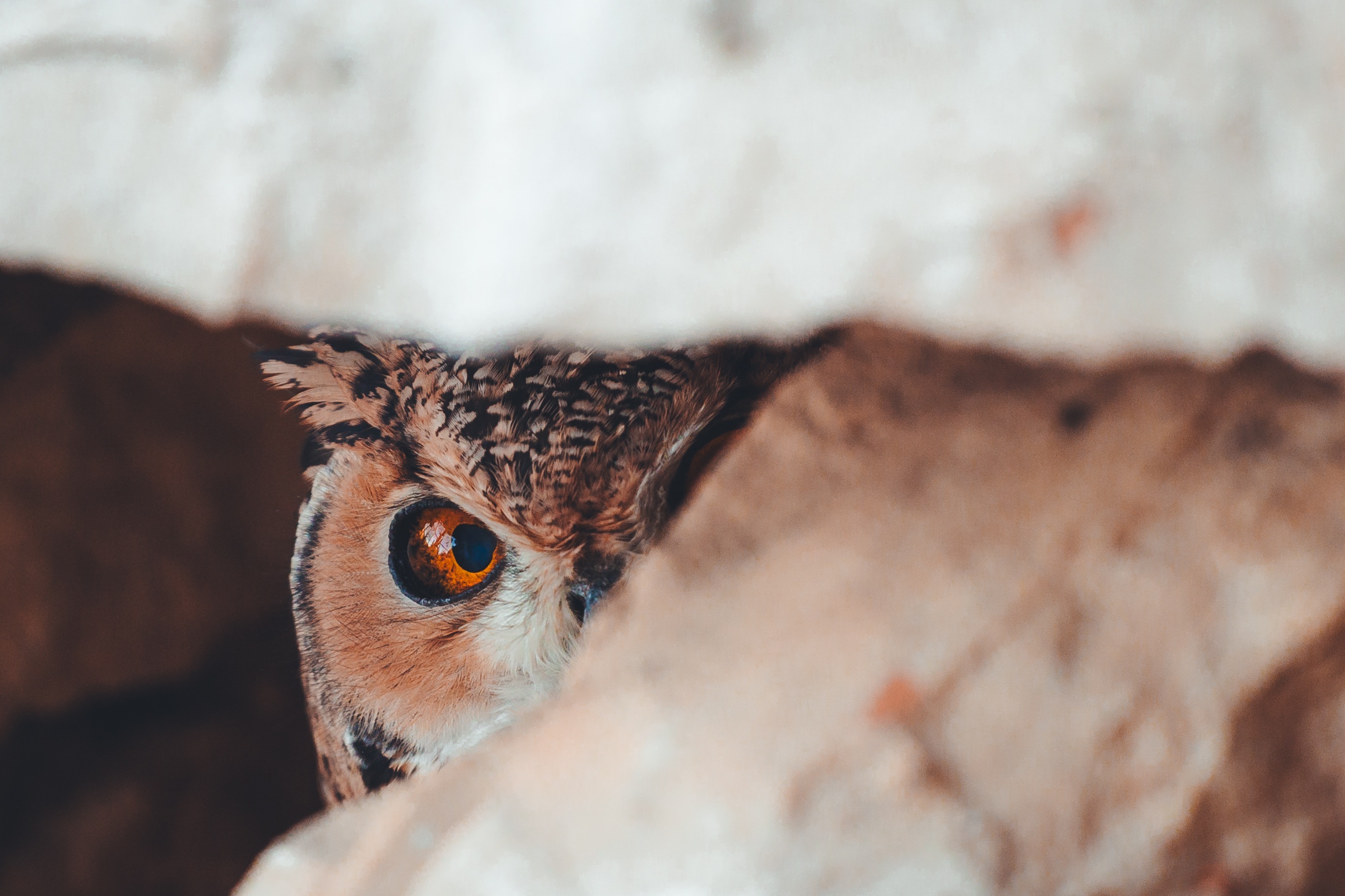 A camouflaged owl reveals only one vivid orange eye, carefully observing its surroundings from within the rocks. Bible Zoo, Jerusalem 