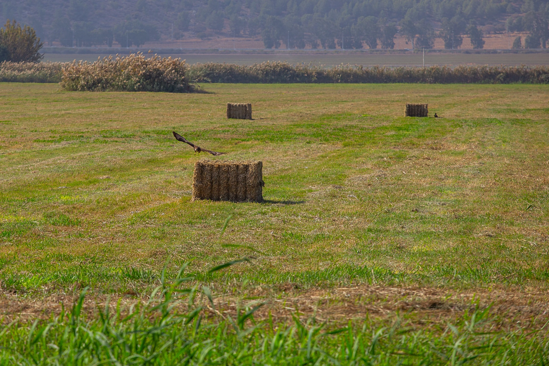 A green field with scattered hay bales and birds flying low, surrounded by distant hills under a clear sky. Achula Lake