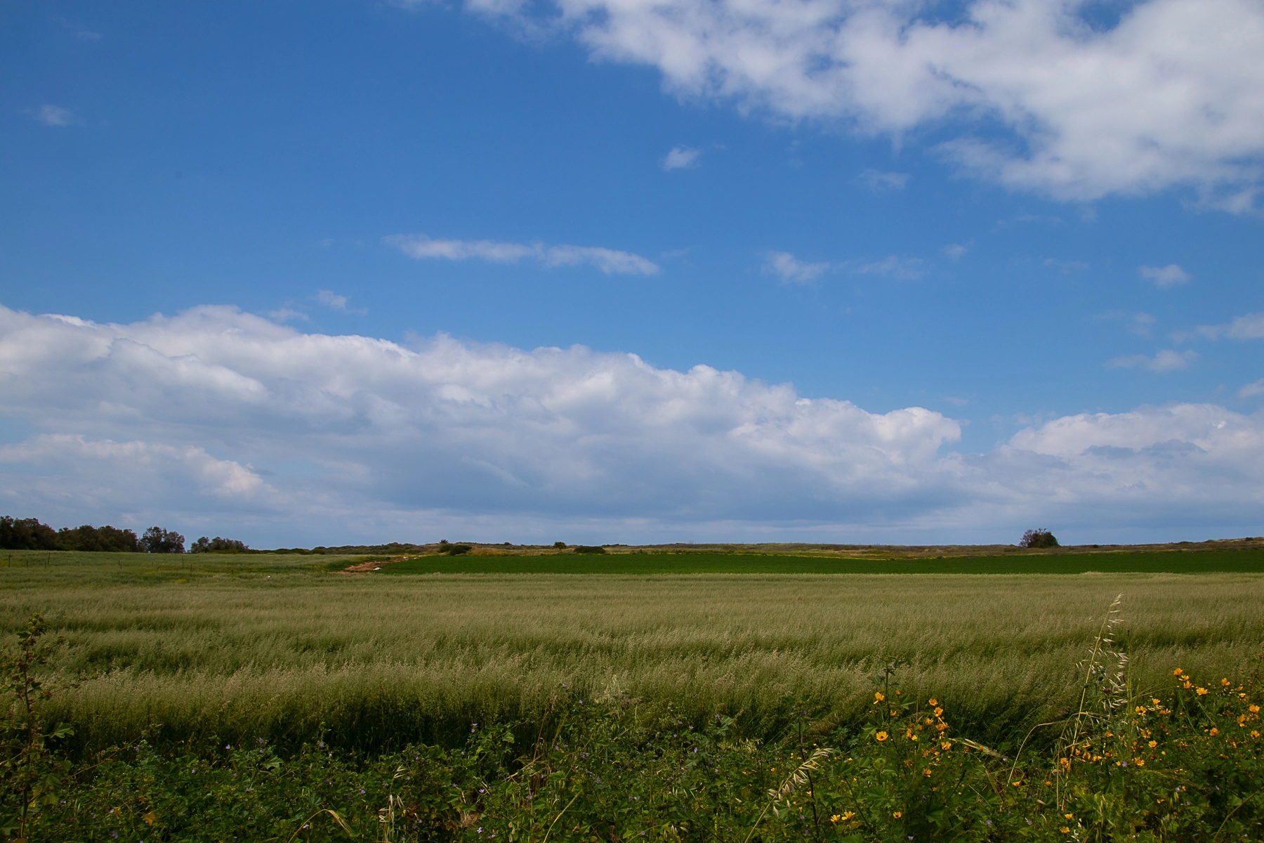 A wide open field with green crops under a bright blue sky with scattered clouds. Tel Aviv,Israel