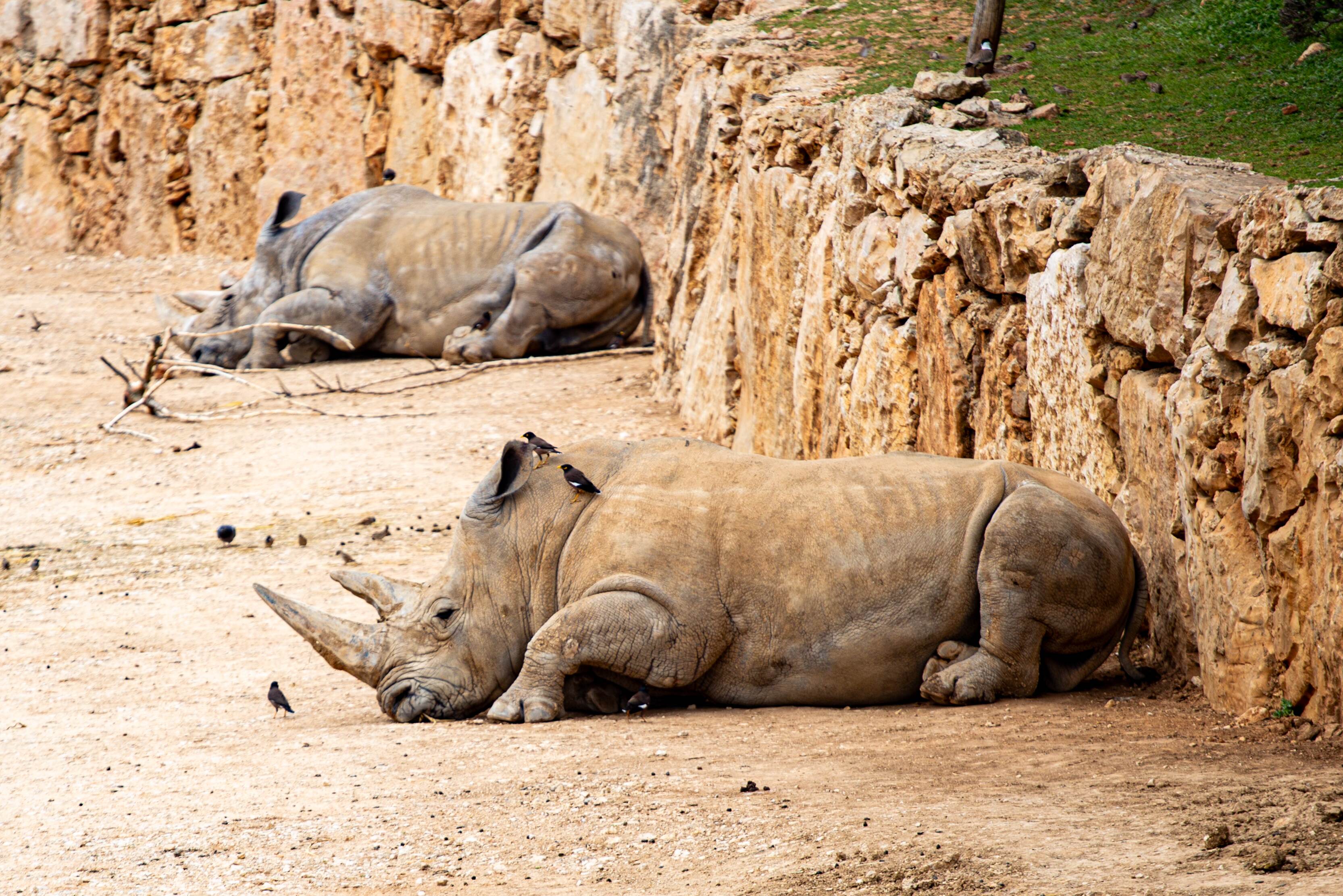 Two rhinos resting against rocky walls, with birds perched on one of them, in a calm enclosure setting. Bible Zoo, Jerusalem