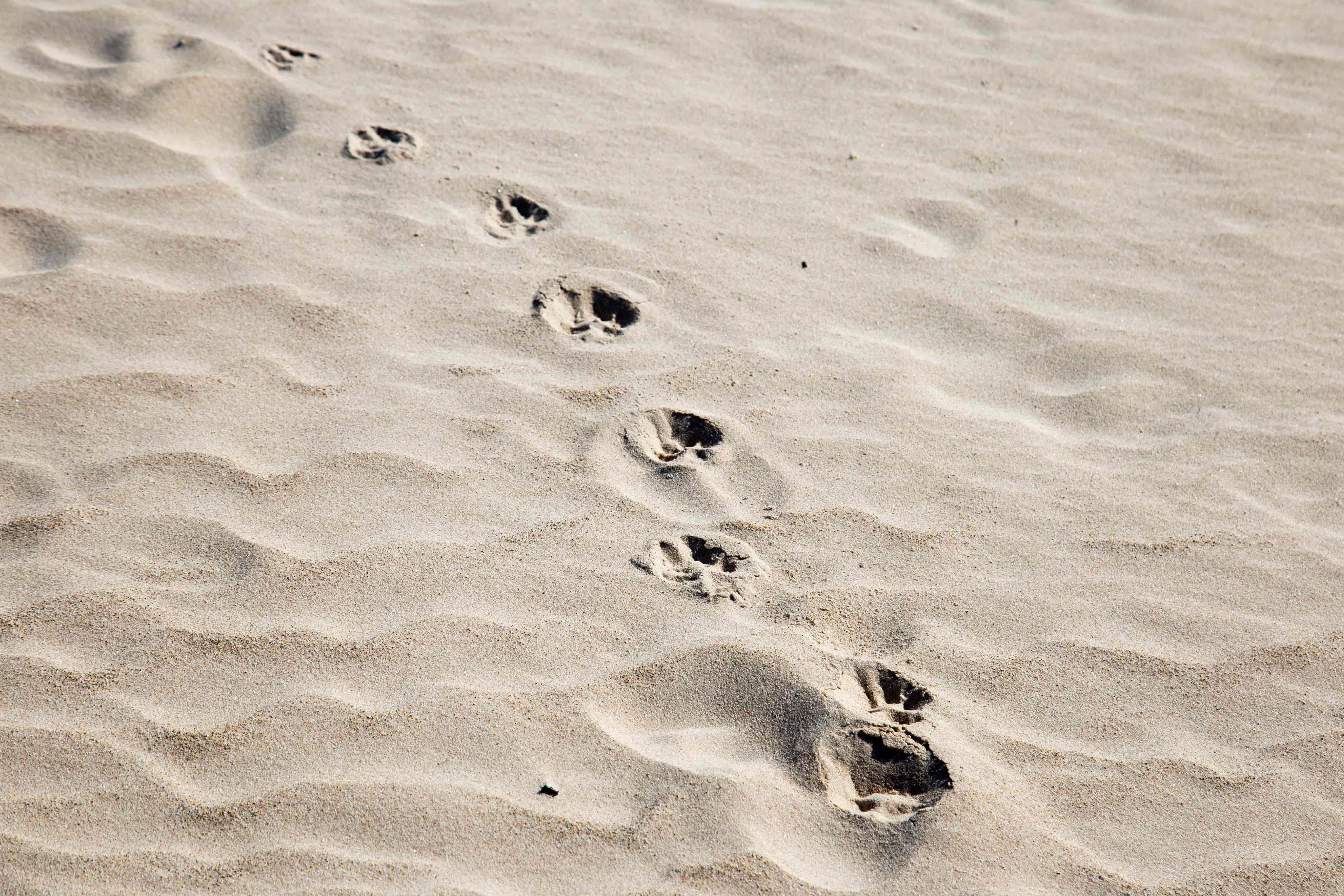 Footprints across a dune evoke a quiet story of life in a vast landscape, celebrating the beauty of small, fleeting moments in nature. Poleg River Reserve, Israel