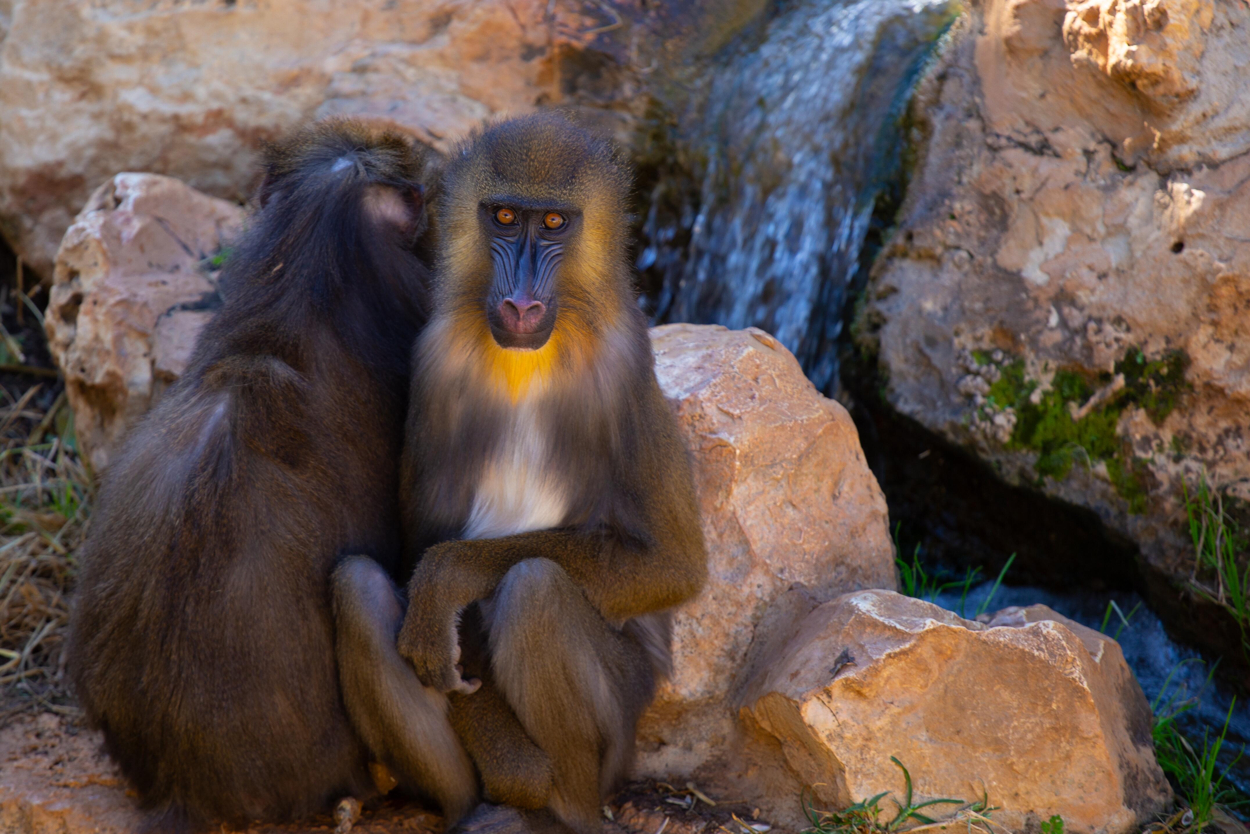 Two mandrills rest on rocks by a small waterfall, one facing the camera with striking facial features and calm posture. Jerusalem Biblical Zoo, Israel