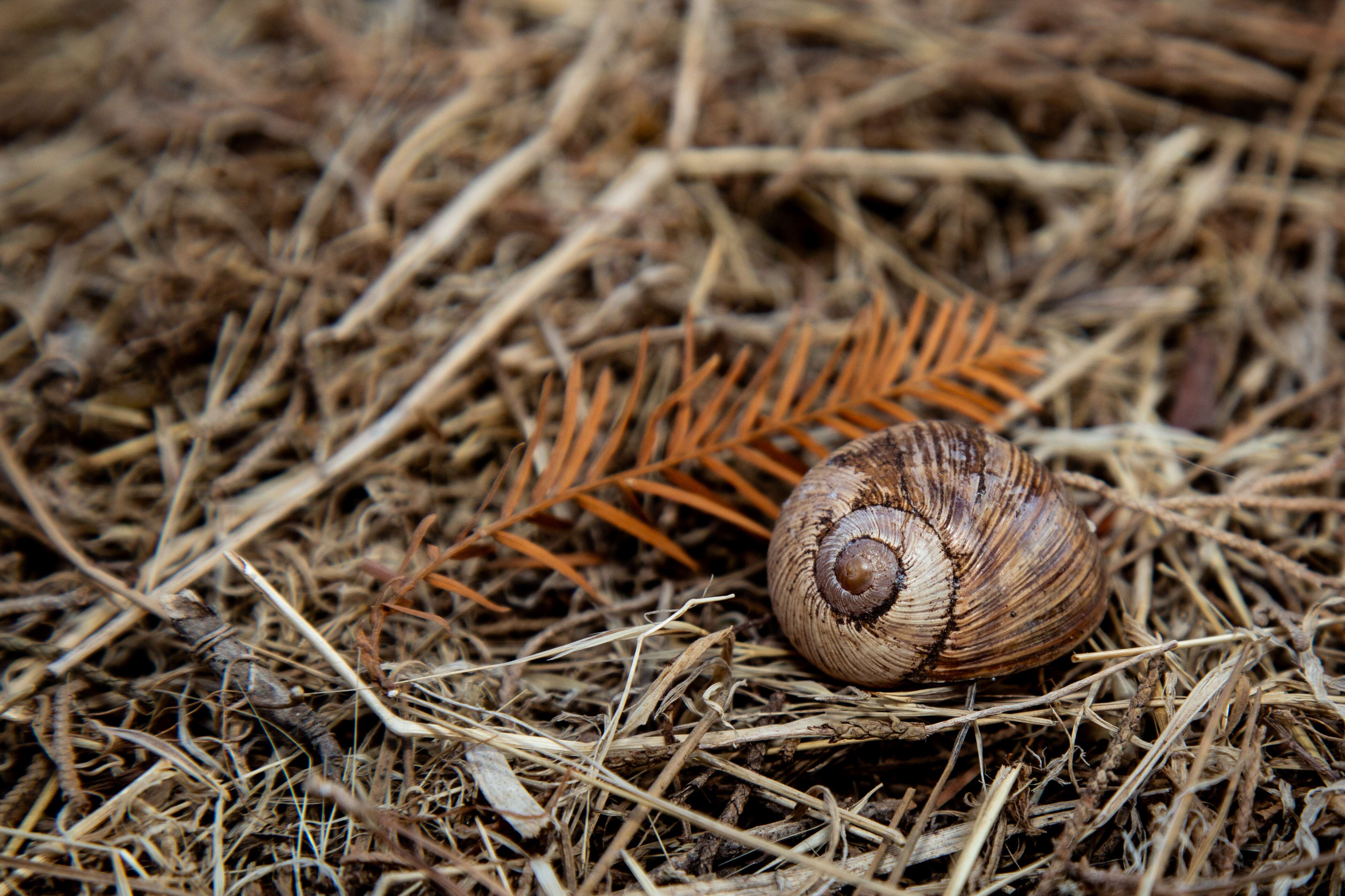 A close-up of a brown snail shell resting on a bed of dry grass and twigs, with an autumn leaf nearby. Zichron Park Nadiv, Israel