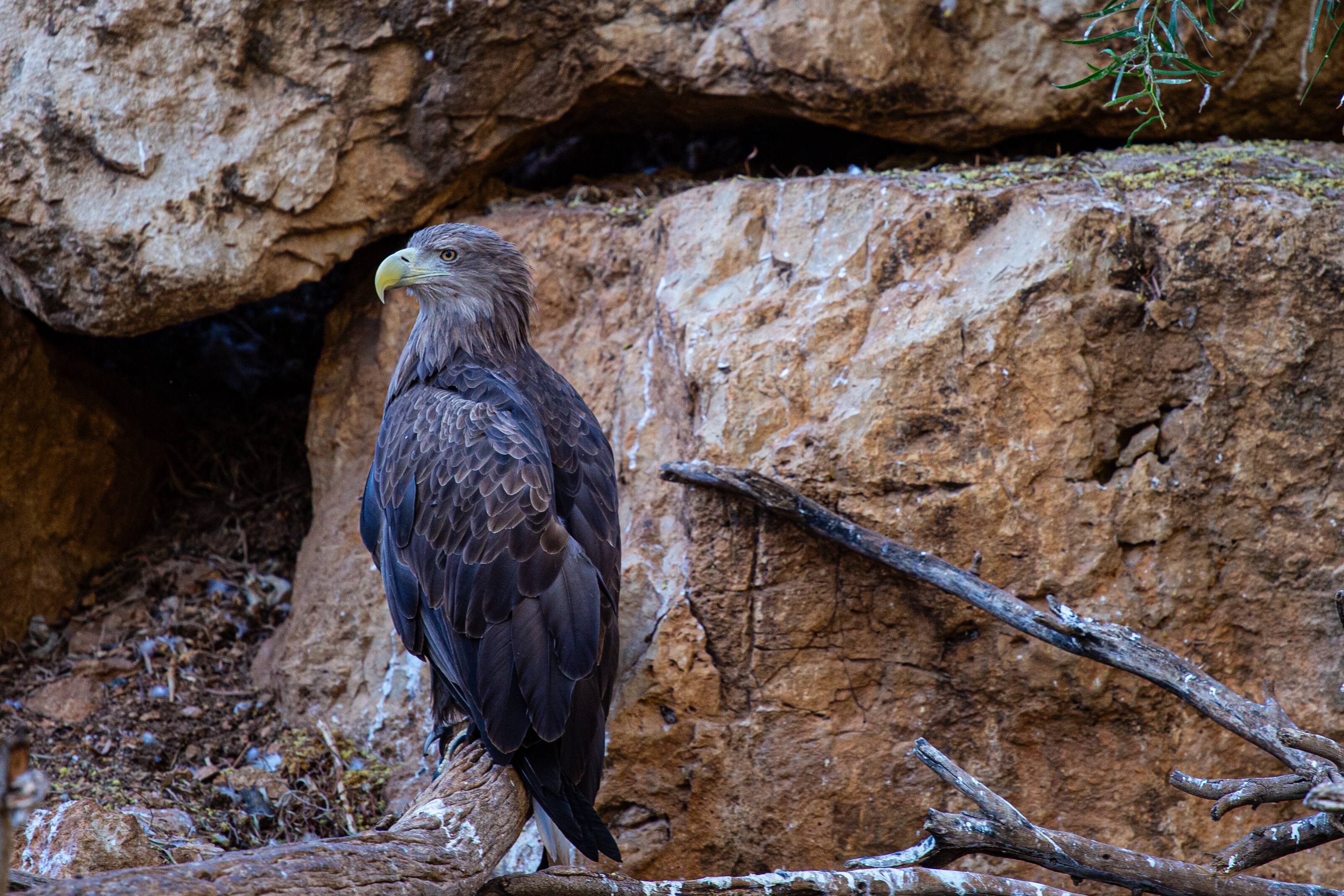 A powerful eagle with a sharp yellow beak sits perched on a branch, surrounded by rugged rocks. Bible Zoo, Jerusalem