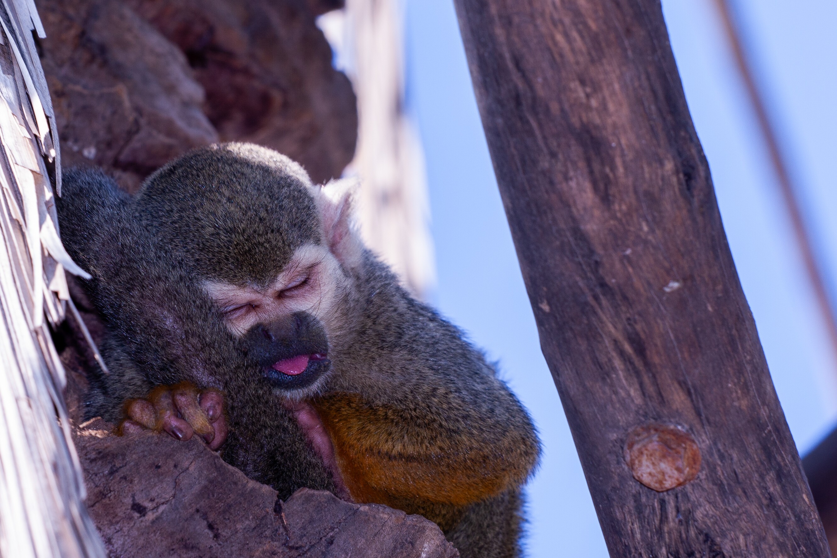 A close-up of a monkey with closed eyes, resting against a tree, mouth slightly open. Monkey Park Ben Shemen, Israel