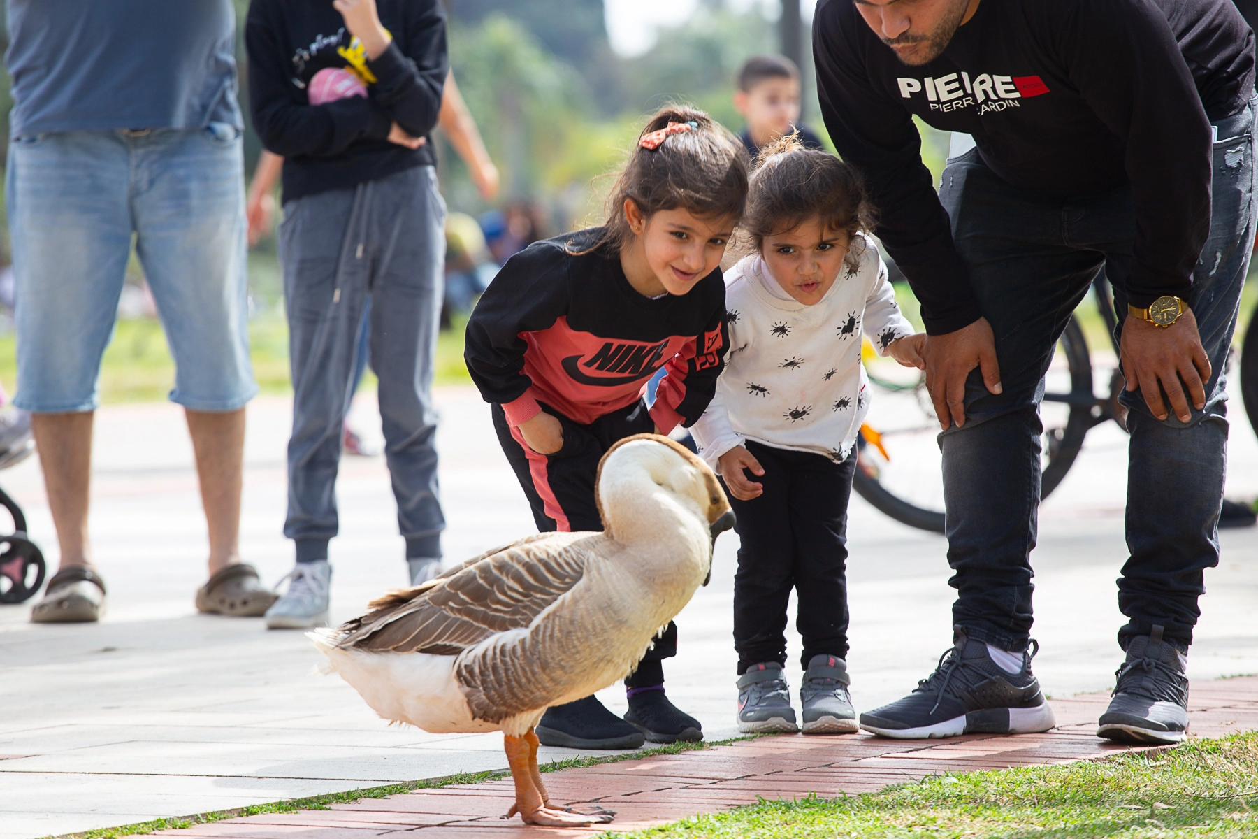 A group of children curiously observing a goose, with expressions of excitement and wonder. Tel Aviv, Israel