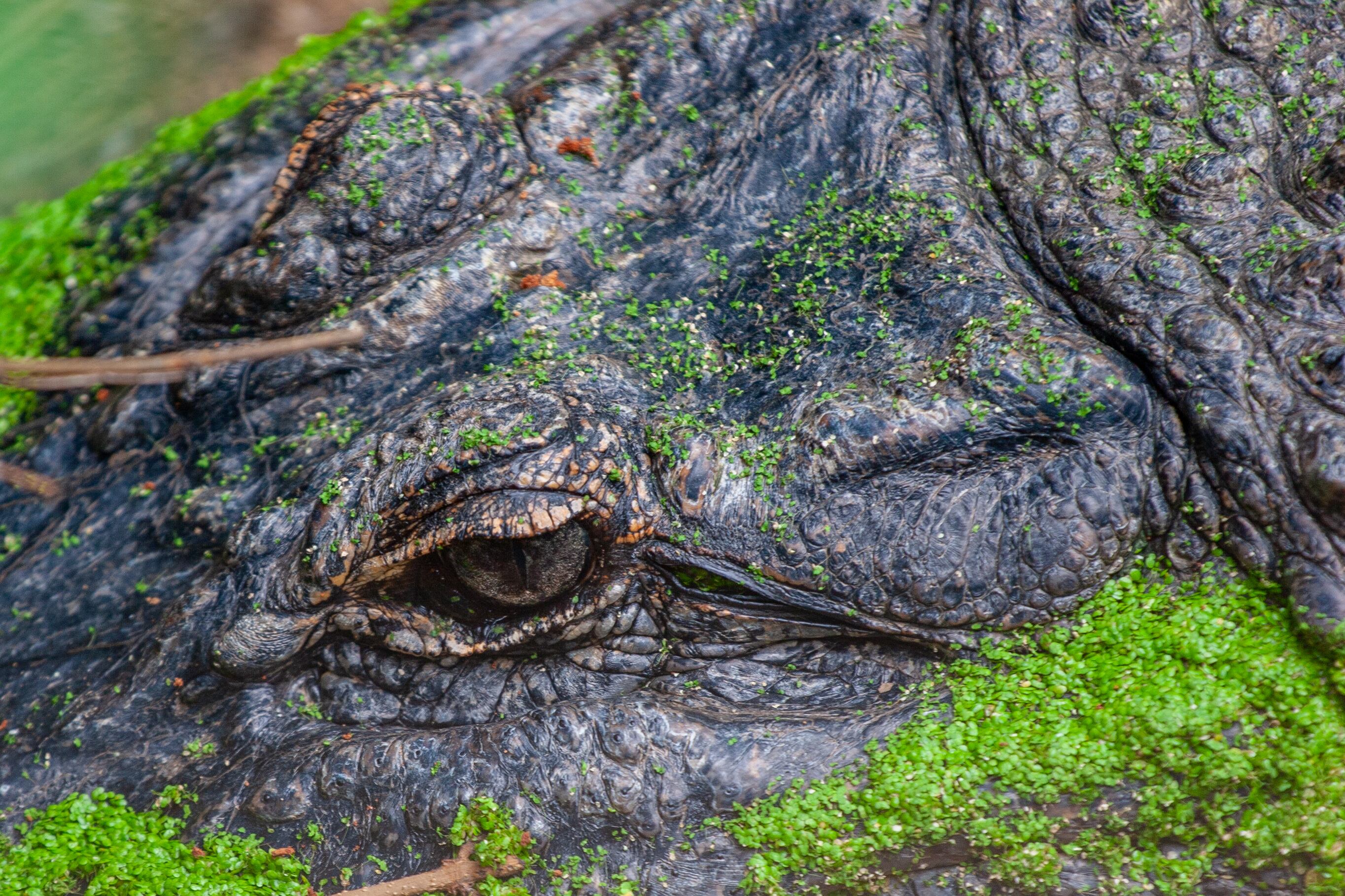 A close-up shot of a crocodile’s textured skin, covered in green algae, blending seamlessly with its surroundings. Safari Ramat Gan, Israel