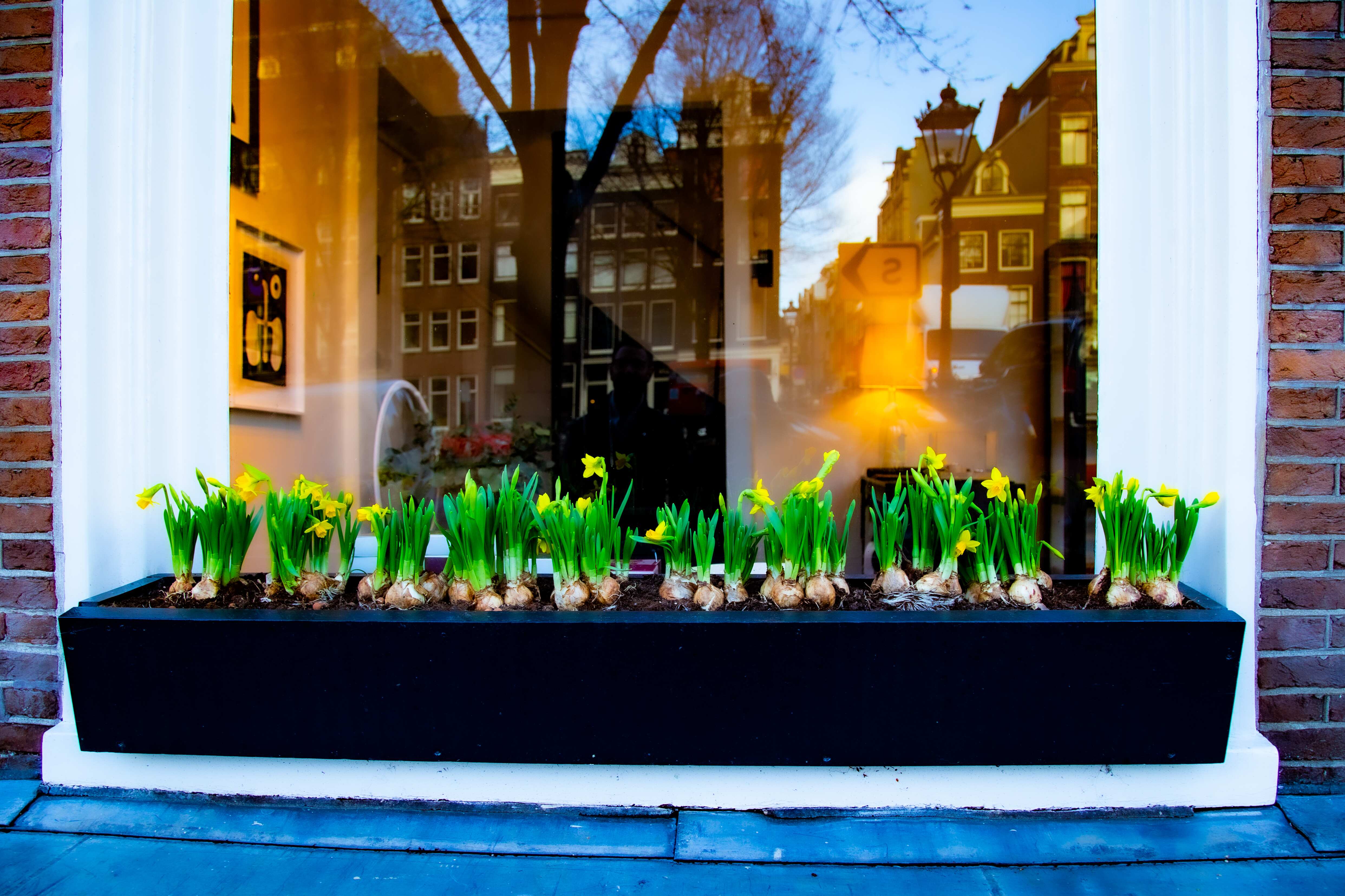 A window planter filled with yellow daffodils in bloom, reflecting Amsterdam street view. Amsterdam, Netherlands