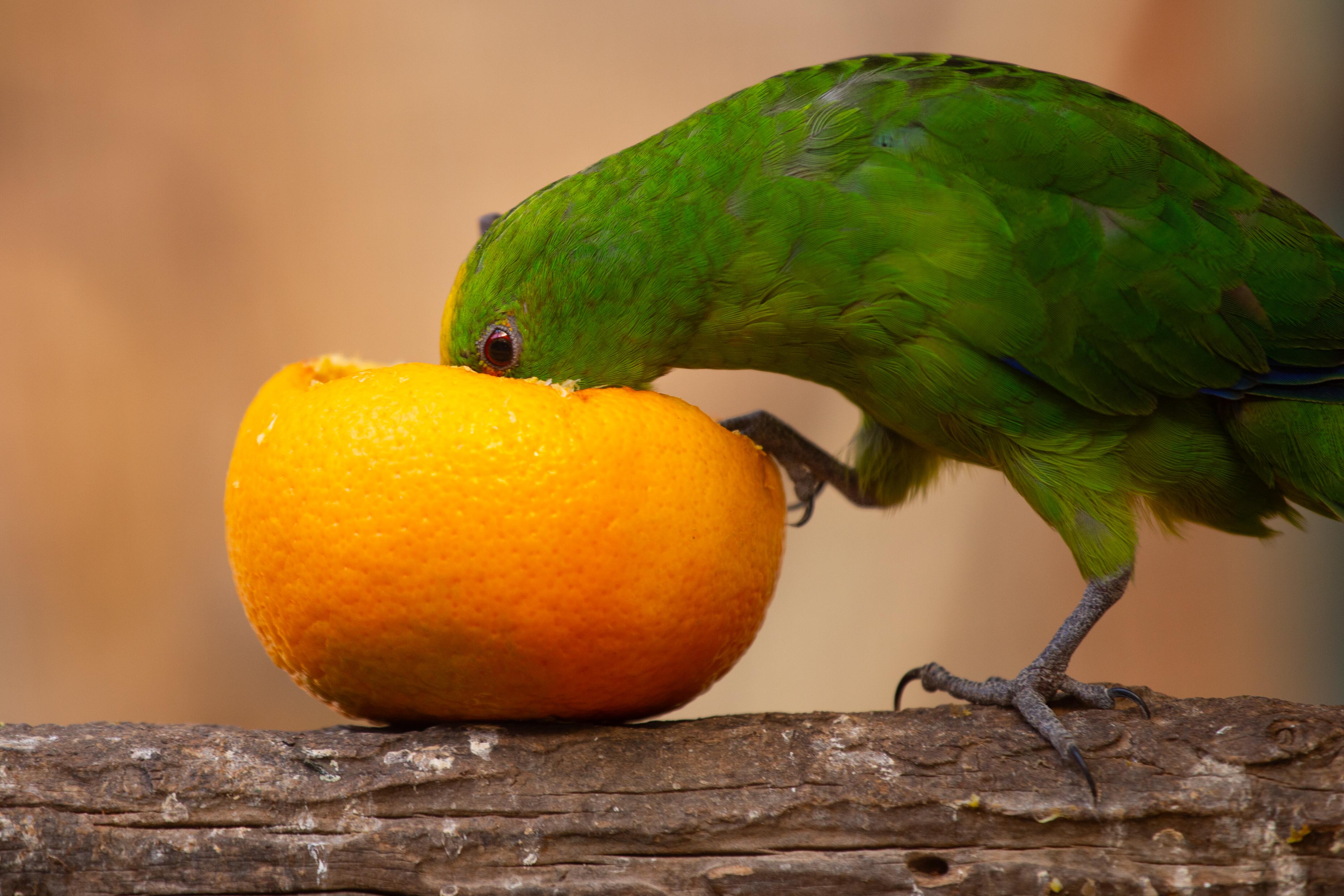 A  green parrot buries its beak into a half-eaten orange on a rustic wooden perch, savoring the juicy fruit. Petah Tikva Zoo, Israel