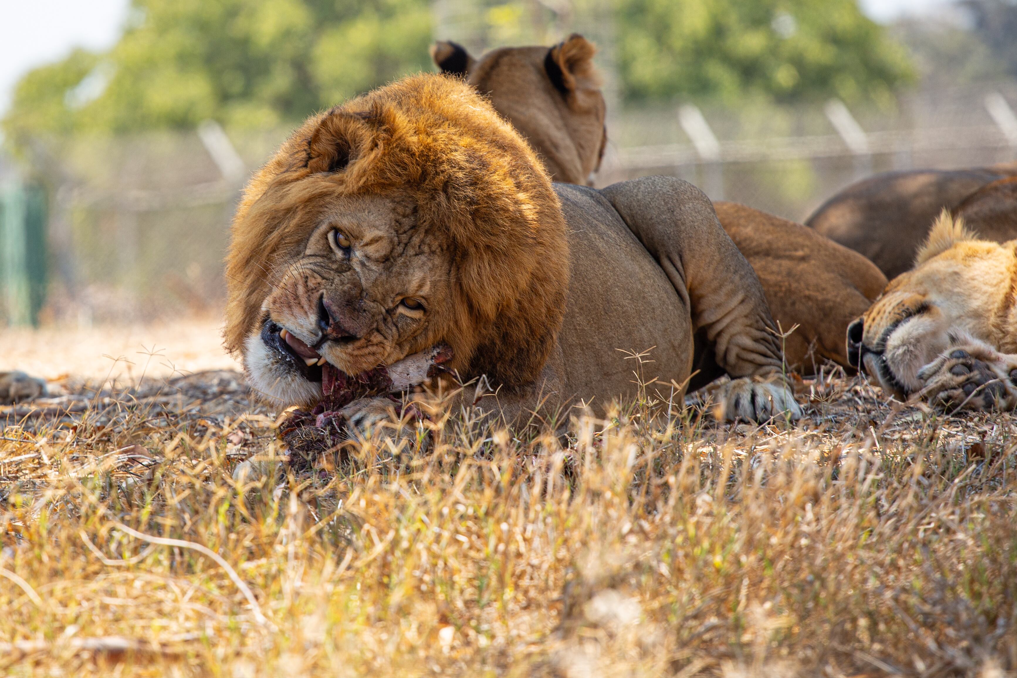 A majestic lion gnaws on a piece of meat, surrounded by his pride, resting in the warm afternoon sun. Safari Ramat Gan, Israel