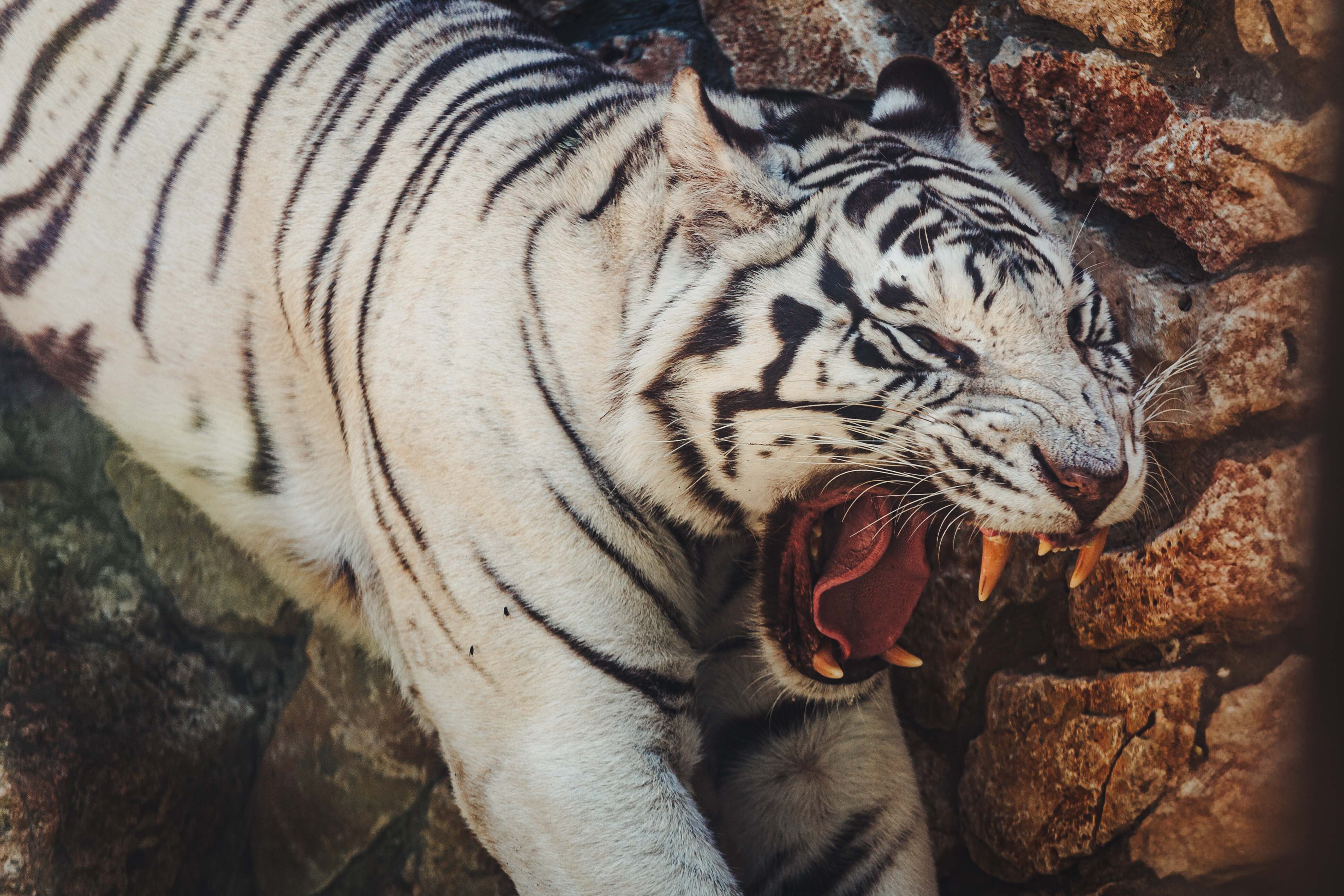 A powerful white tiger bares its sharp teeth in a fierce roar, with its striking black stripes contrasting its white fur. Haifa Zoo, Israel