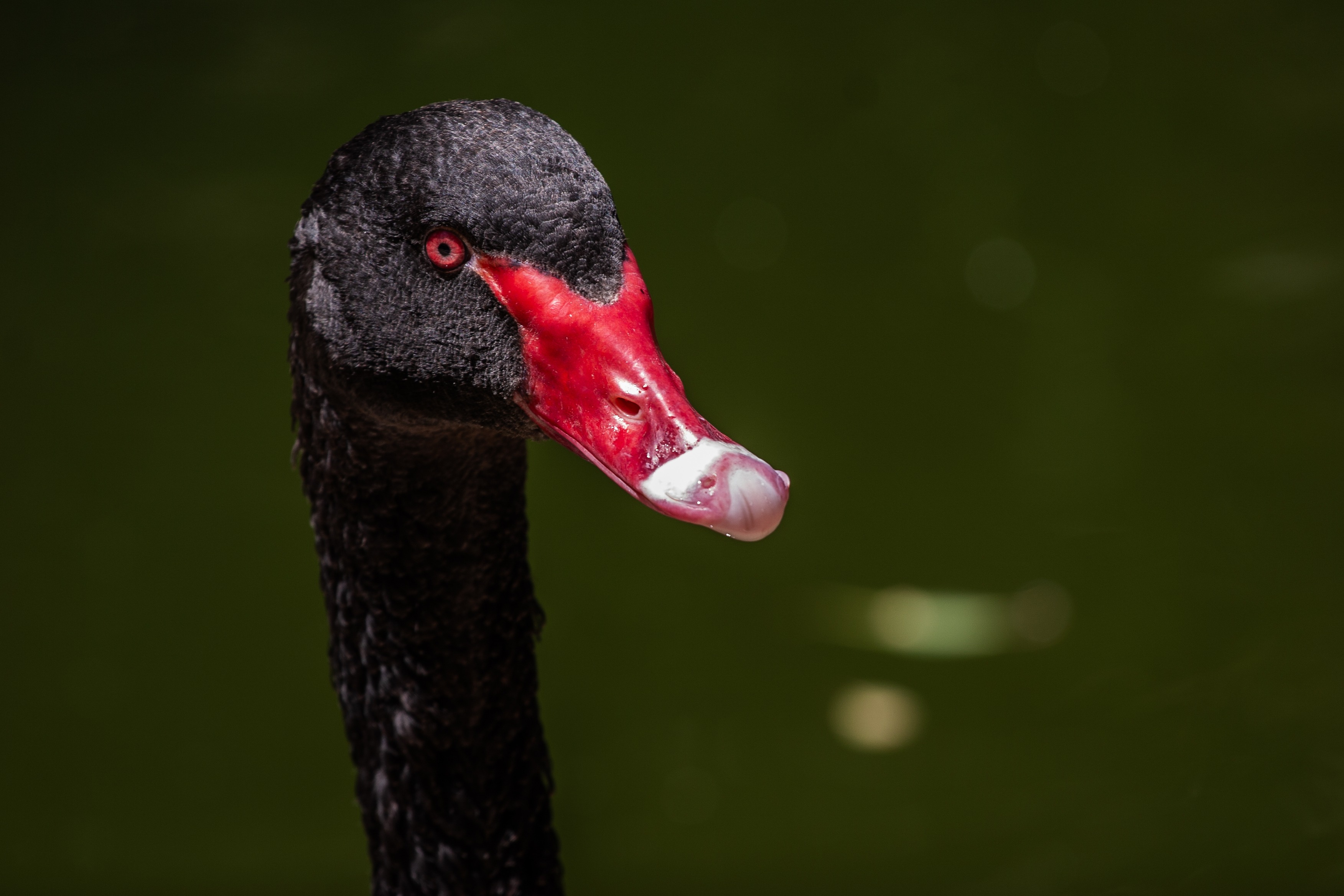 A striking black swan with a vivid red beak and piercing red eyes gazes into the camera against a dark green background. Park Yarkon, Israel