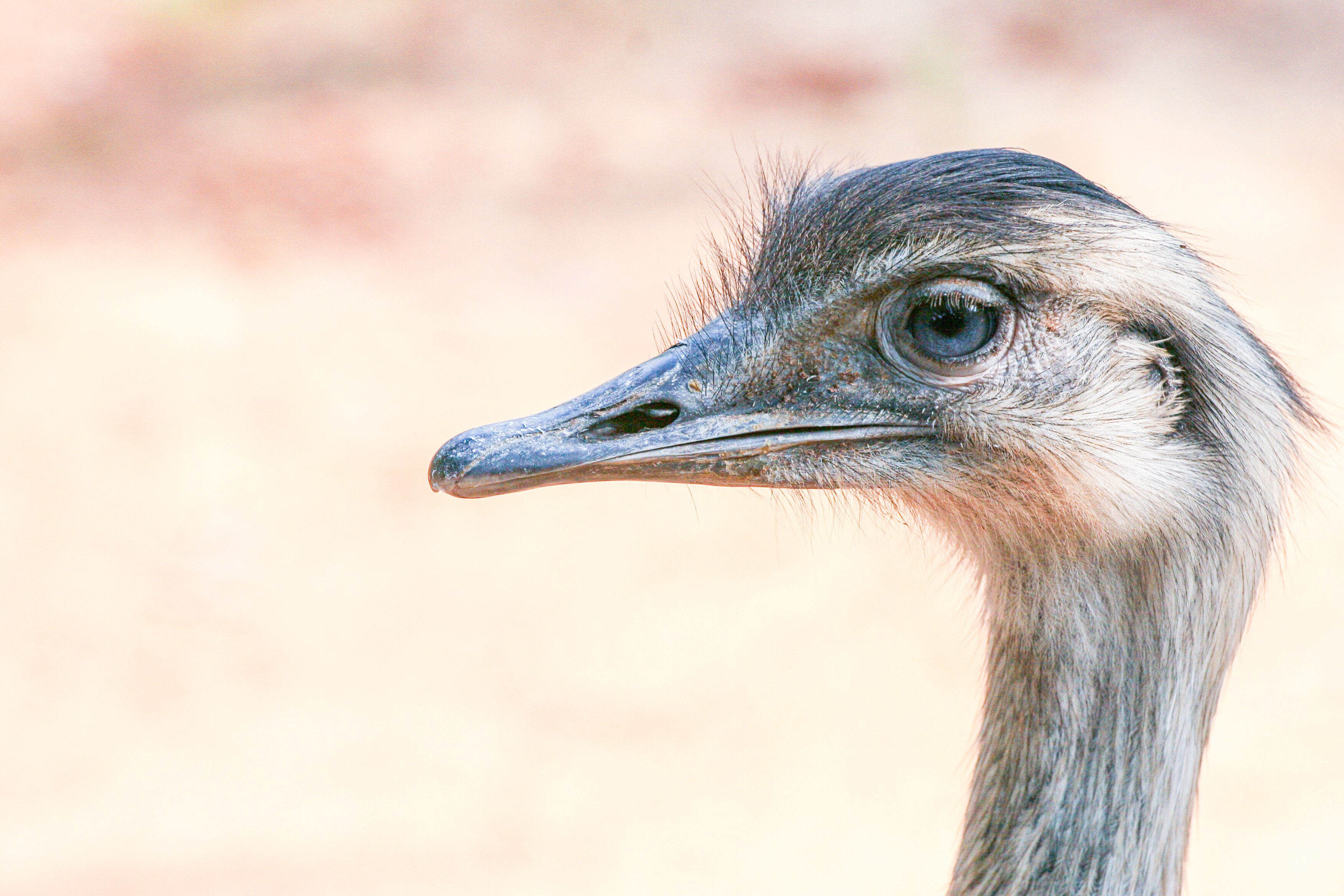 Close-up of an ostrich head, capturing the bird's alert expression and intricate feathers. Safari Ramat Gan, Israel