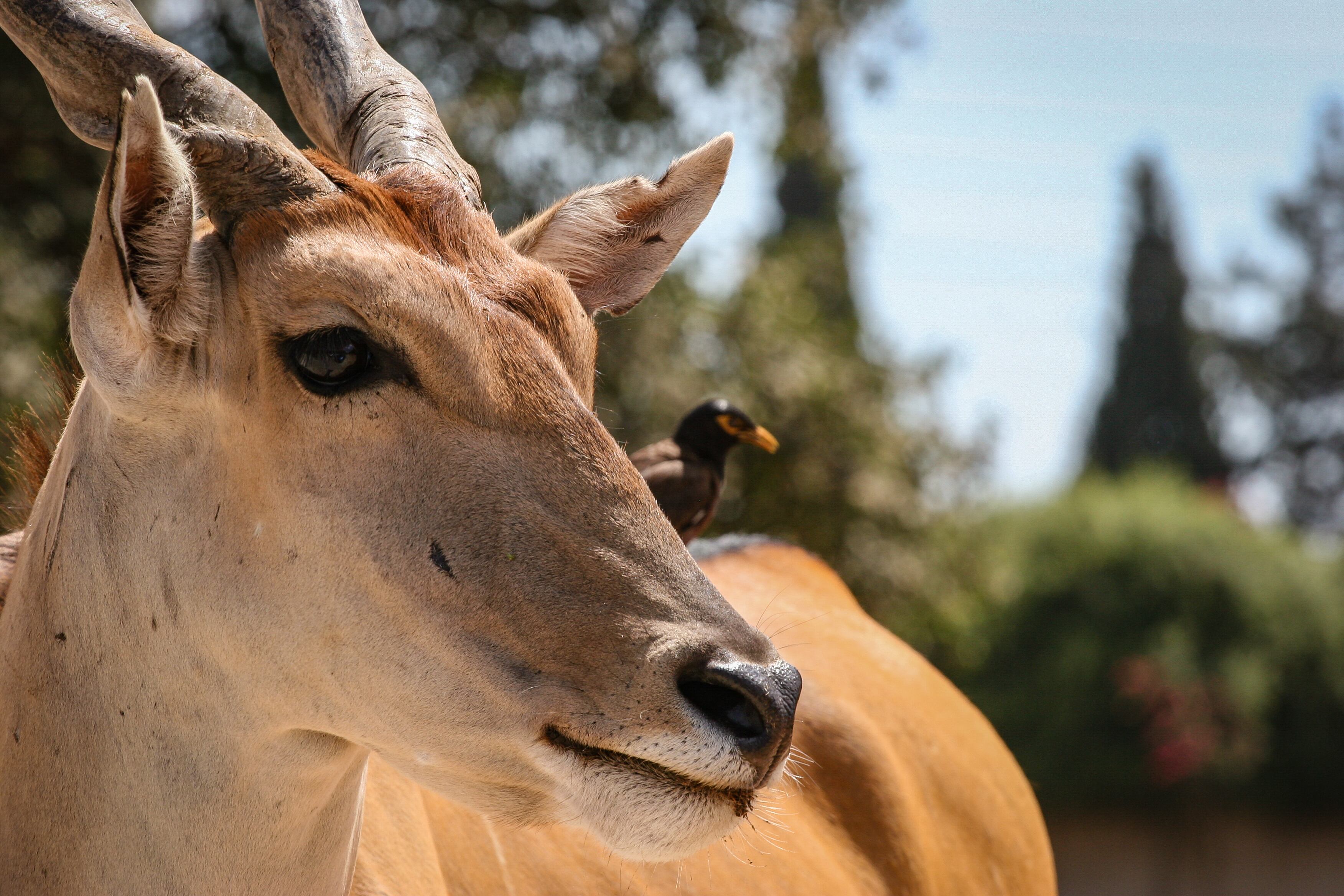 A close-up of an antelope with a bird perched on its back, captured in a natural setting at the Safari.Safari Ramat Gan, Israel