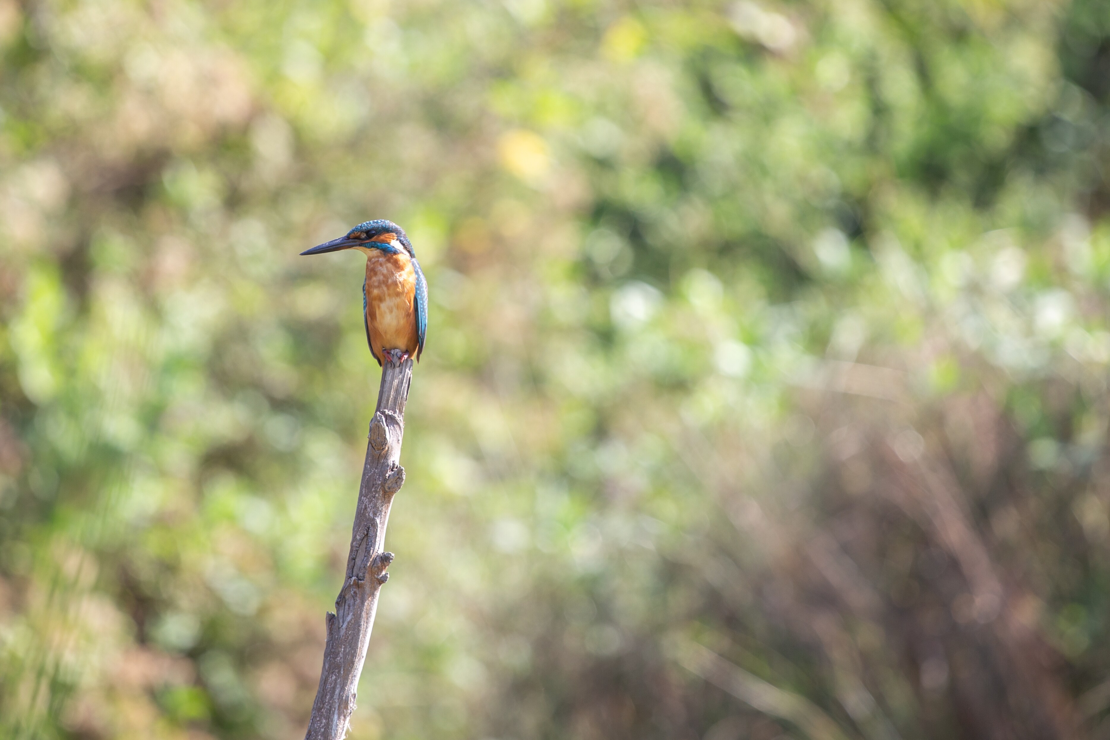 A colorful kingfisher with vibrant blue and orange feathers sits perched on a bare branch against a blurred green background. Rosh Tzipor Birdwatching Centre, Israel