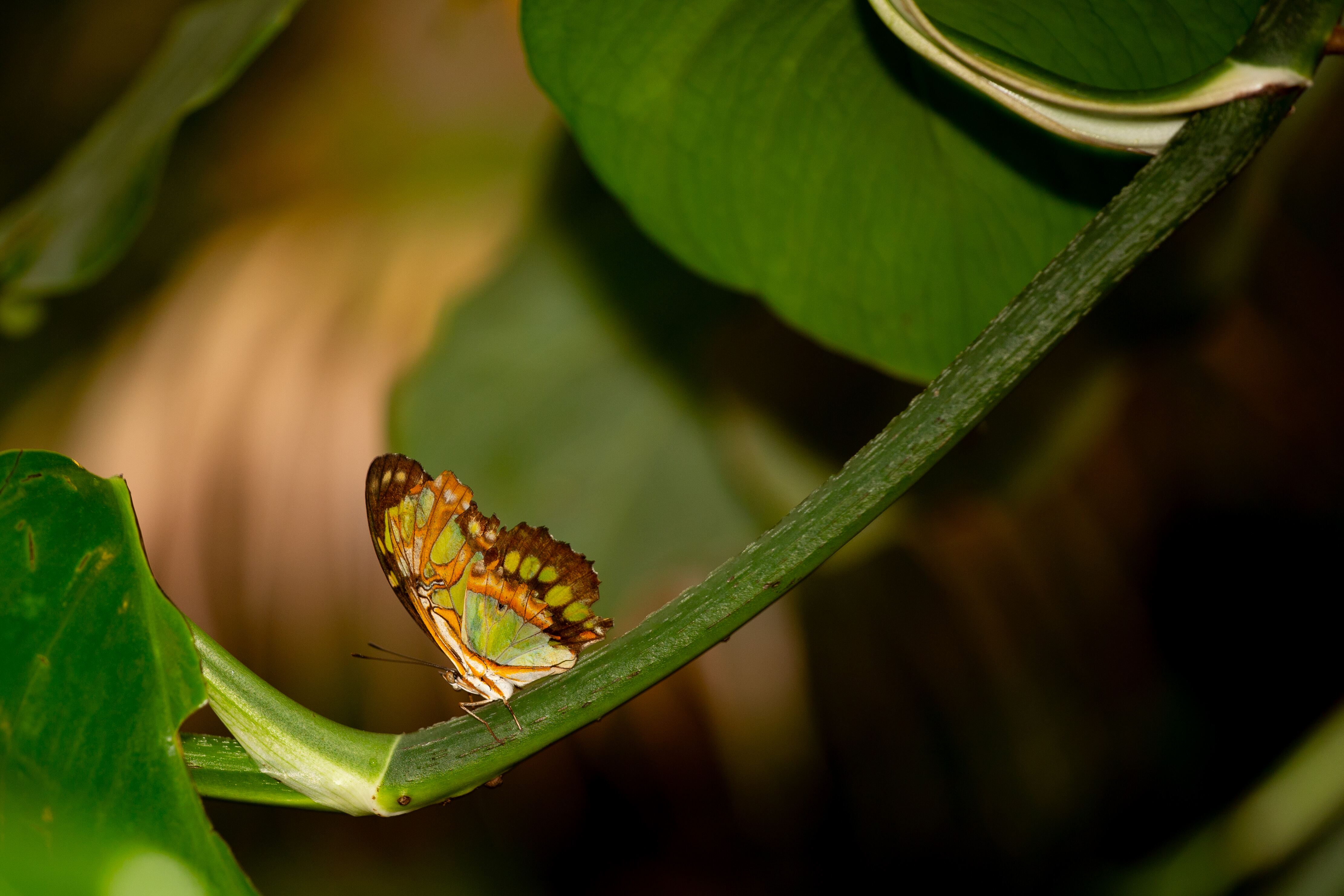 A vibrant butterfly with intricate green and orange wings perches gracefully on a leaf amidst lush, green surroundings. Vienna Zoo, Austria