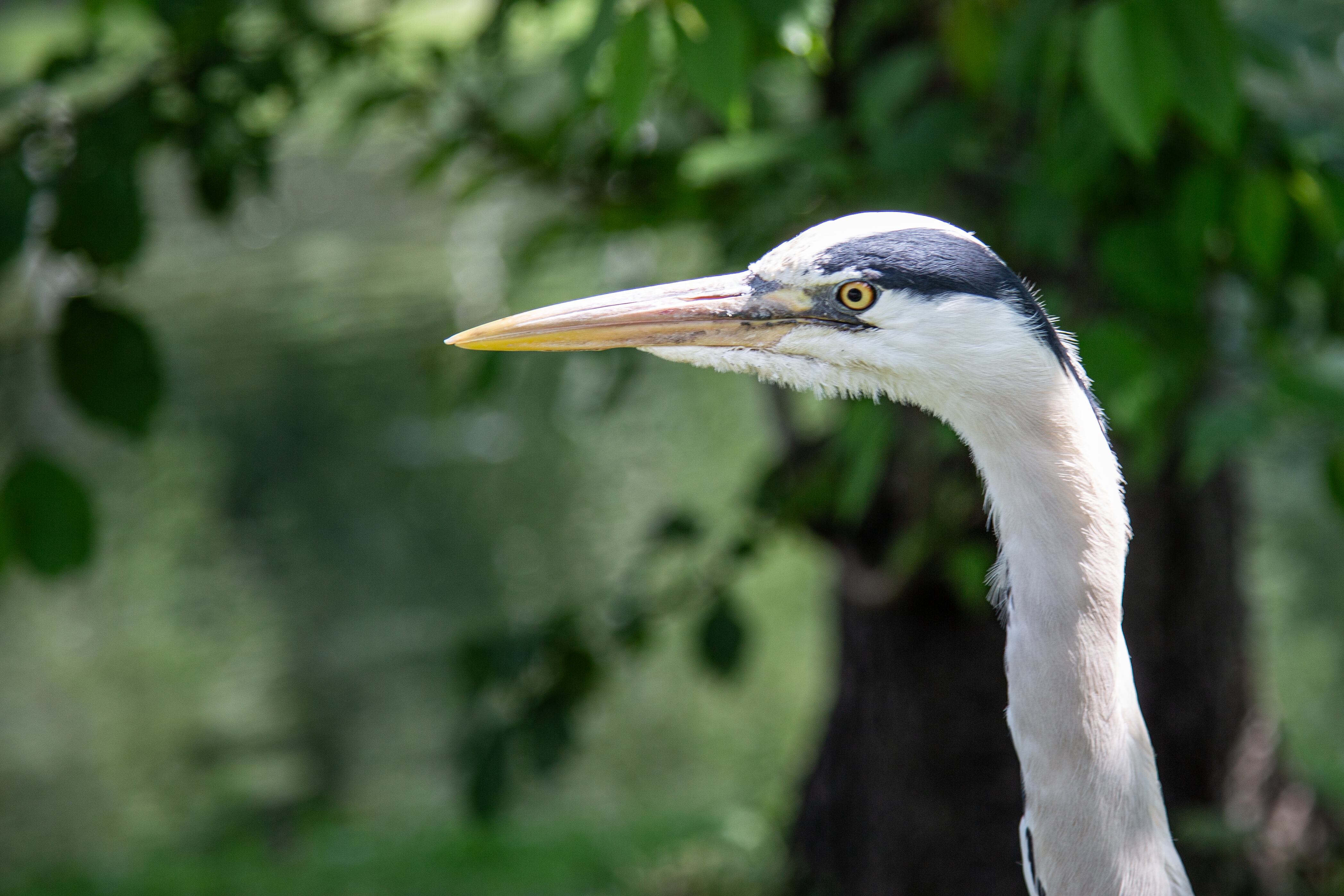 A sharp close-up of a heron’s head and beak, its intense gaze fixed, with a blurred green background in a London park. London, Great Britain