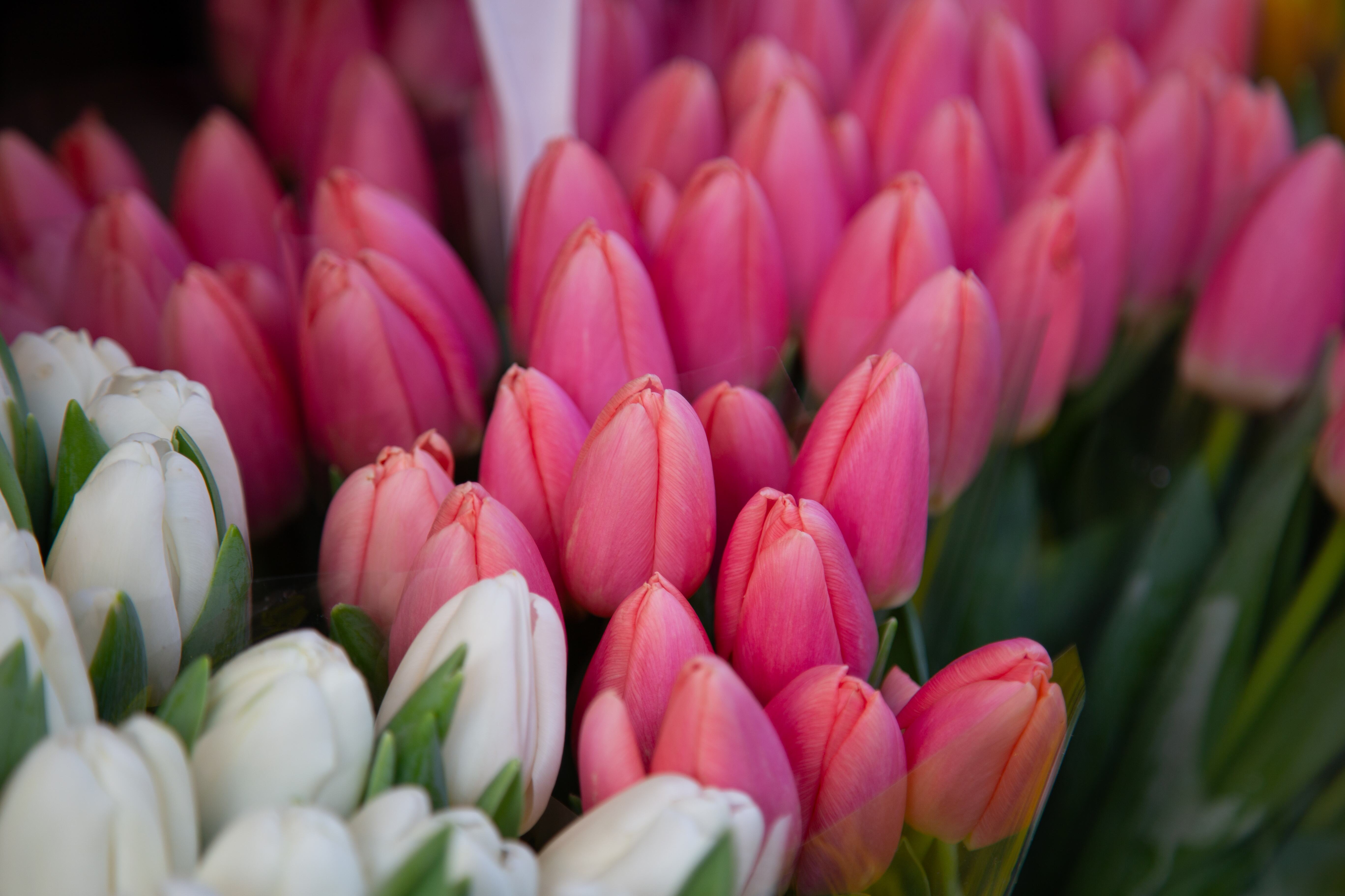 A close-up of soft pink and white tulips in full bloom, showcasing their delicate petals and beauty. Paris, France