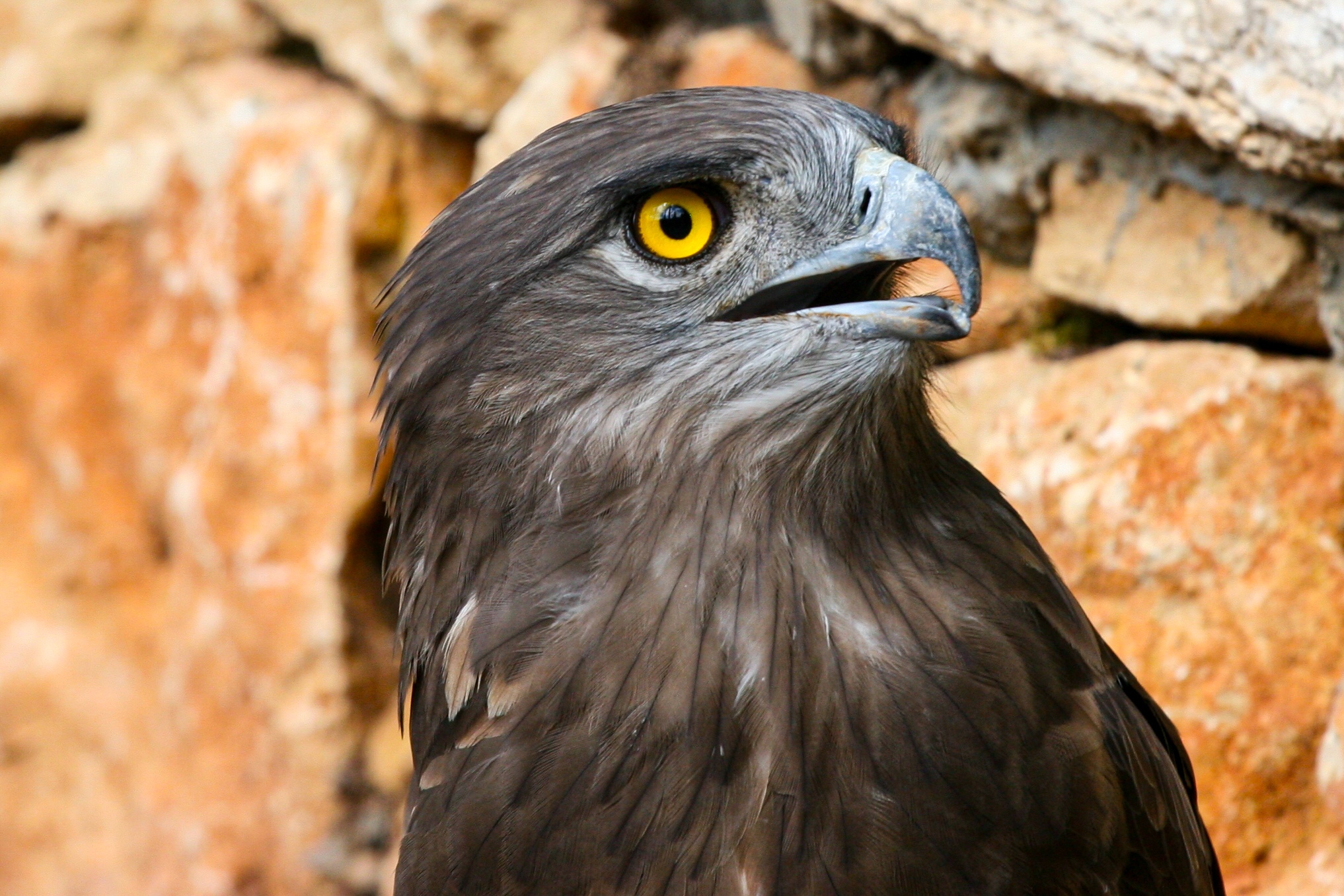 A close-up of an eagle with piercing yellow eyes, sharp beak, and detailed dark feathers. Haifa Zoo, Israel