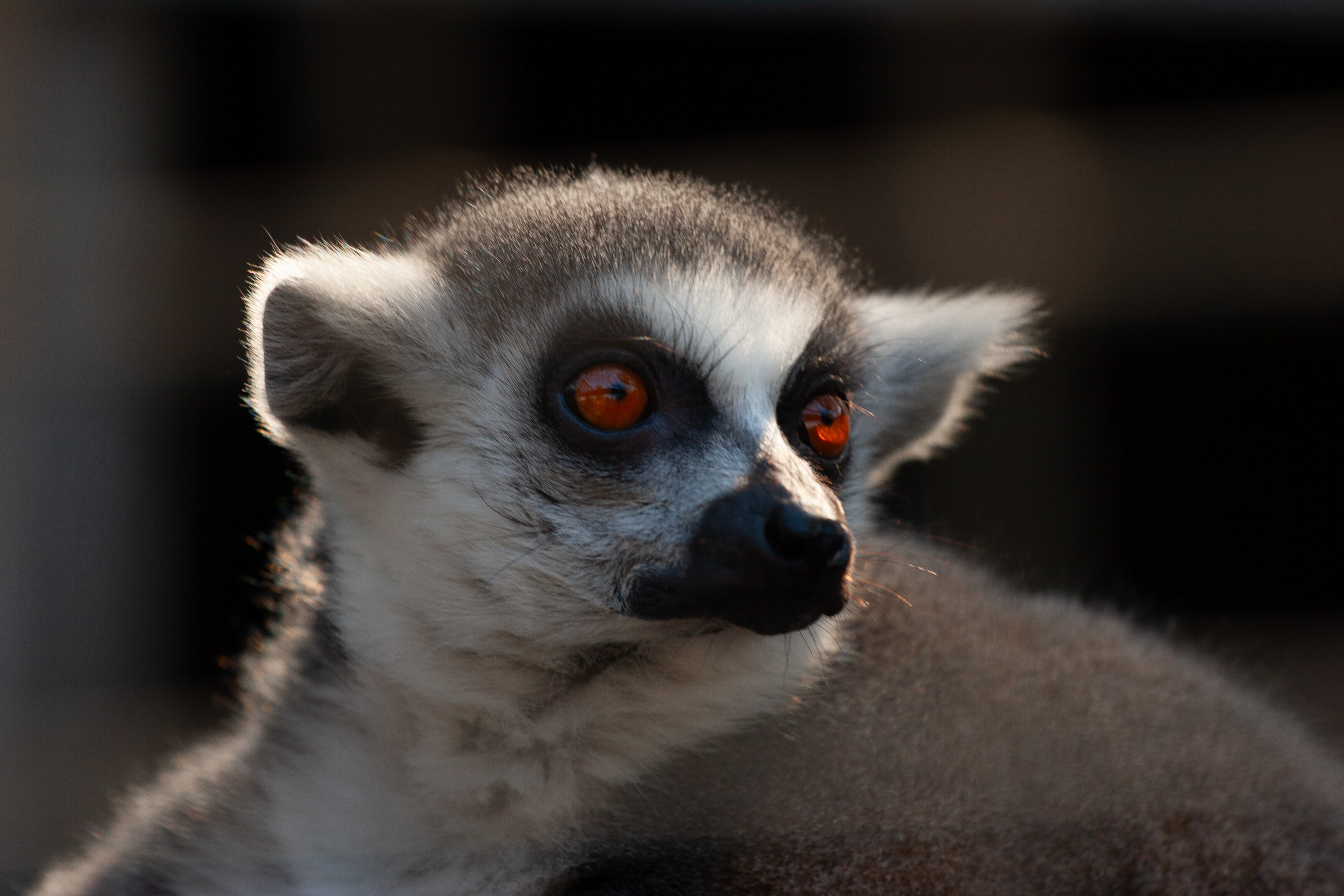 A close-up of a ring-tailed lemur, highlighting its expressive orange eyes and soft fur. Petah Tikva Zoo, Israel