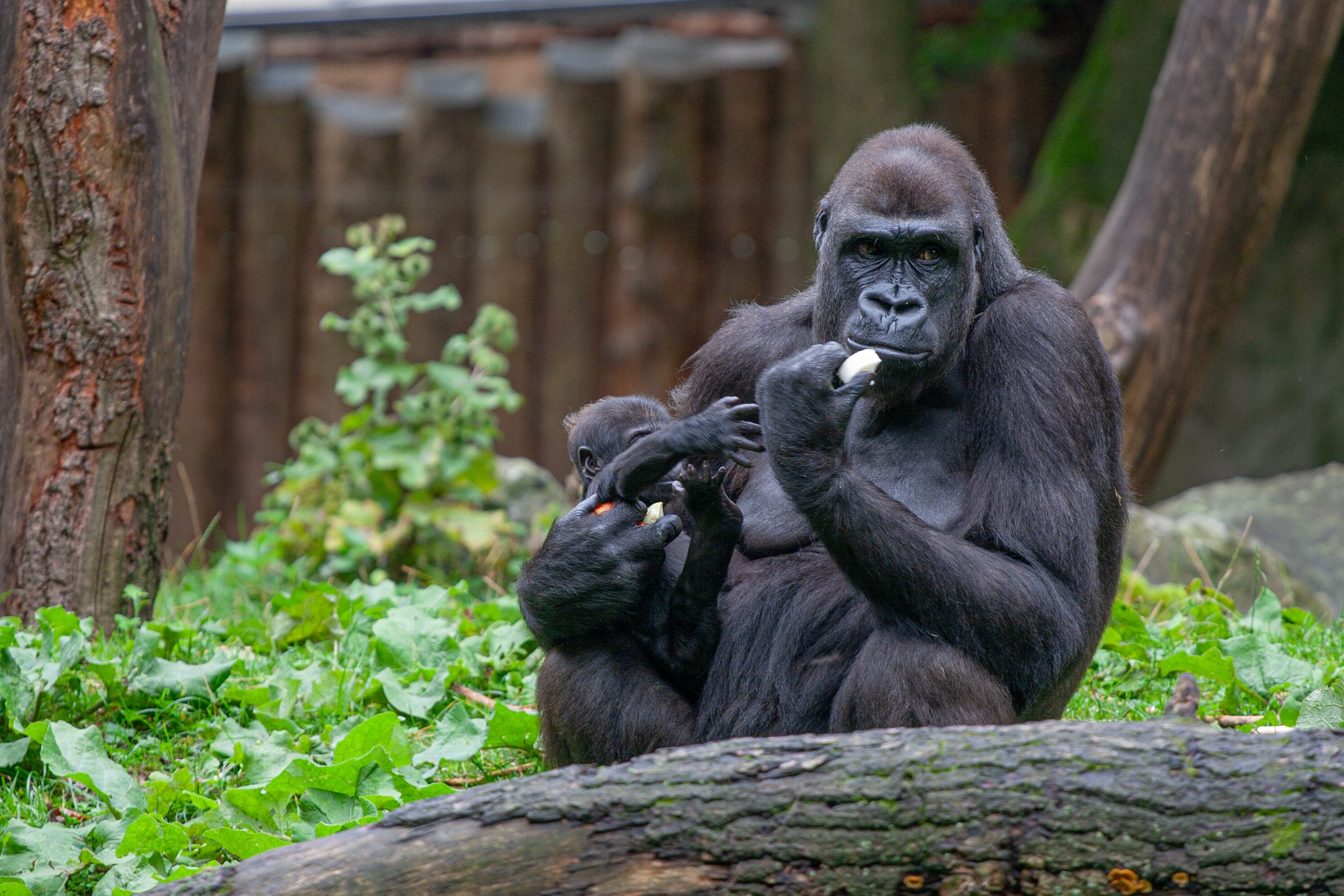 A mother gorilla enjoys a snack while her baby mimics her, sitting together in a lush green environment. Duisburg Zoo, Germany