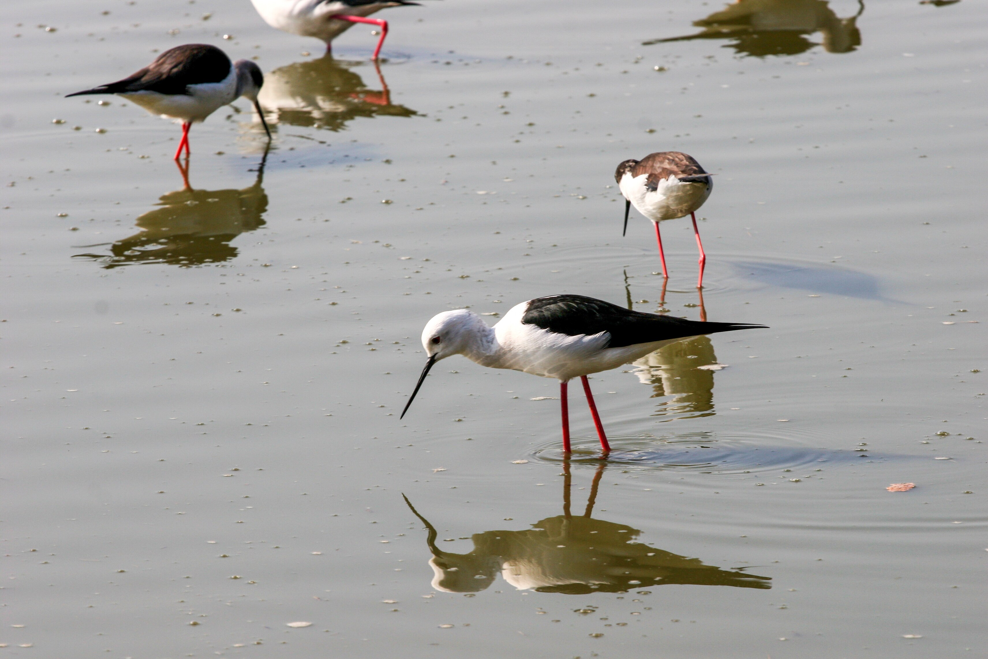 A group of black-winged stilts with delicate red legs, feeding in the shallow waters, their reflections mirrored below. Safari Ramat Gan, Israel