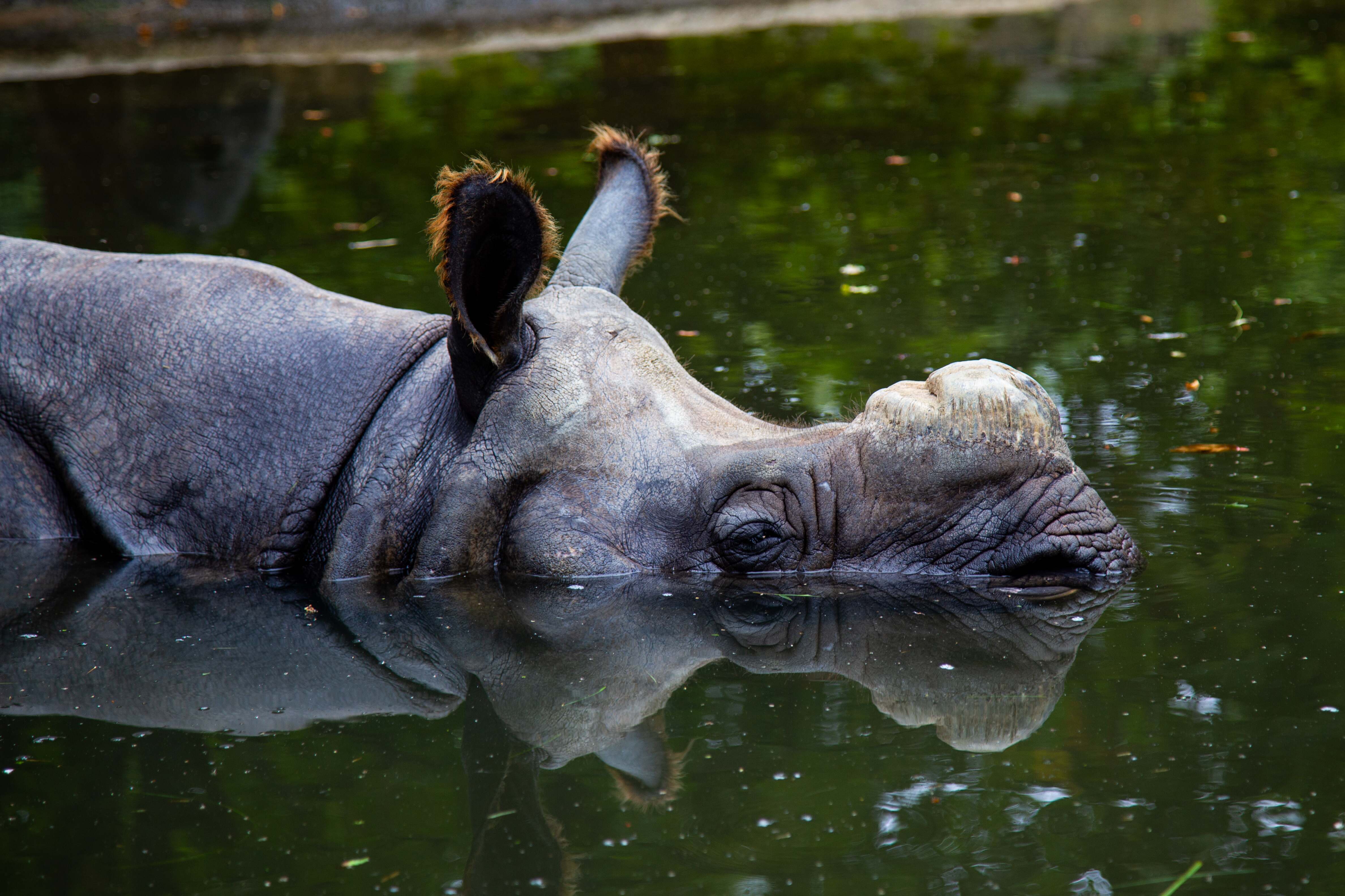 A large rhino lies peacefully in the water, with its head partially submerged, reflecting calmly on the water's surface. Vienna Zoo, Austria