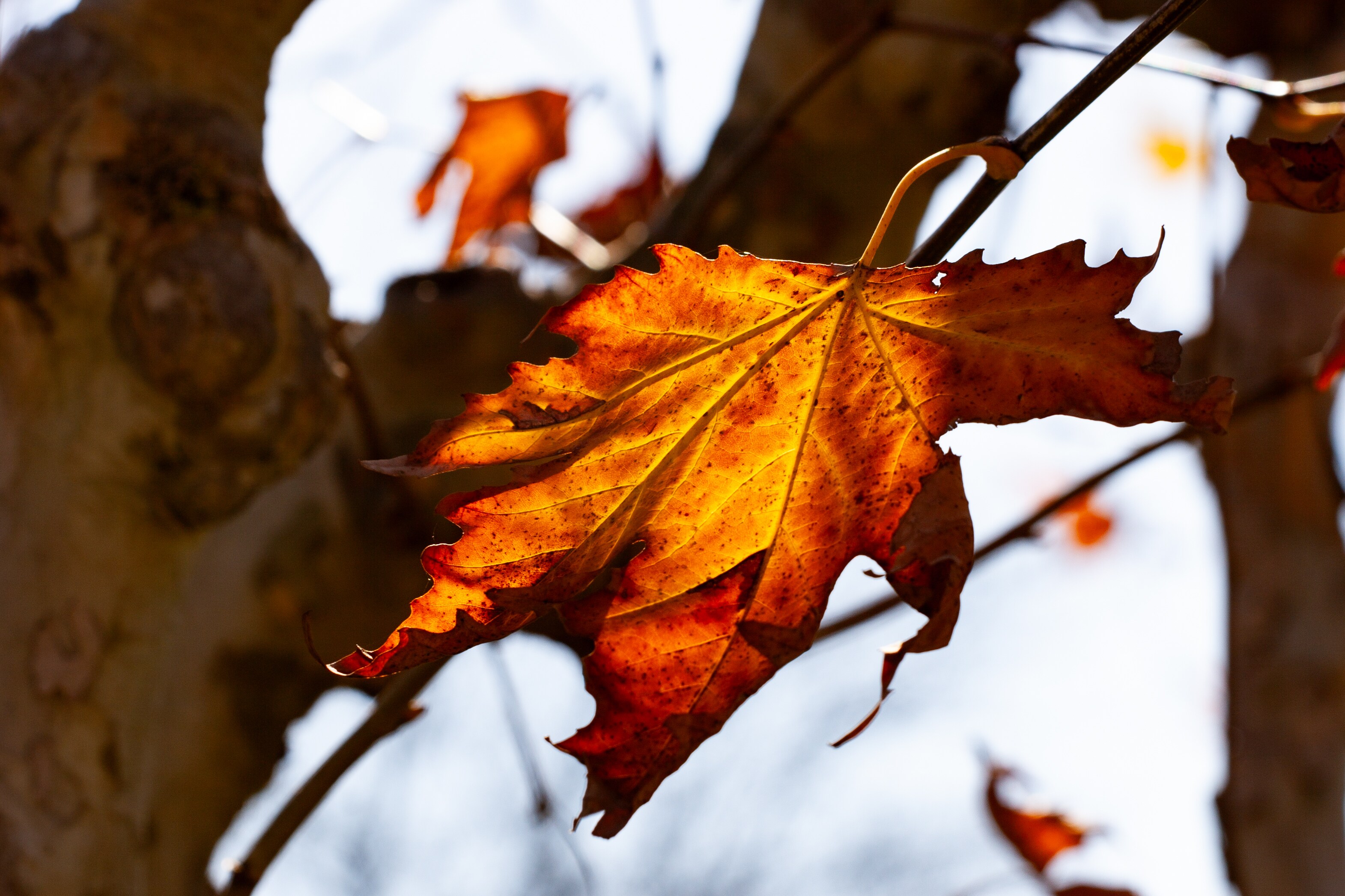 A close-up of a vibrant orange autumn leaf illuminated by sunlight, with blurred branches in the background. Kaktus Park, Ramat Gan, Israel