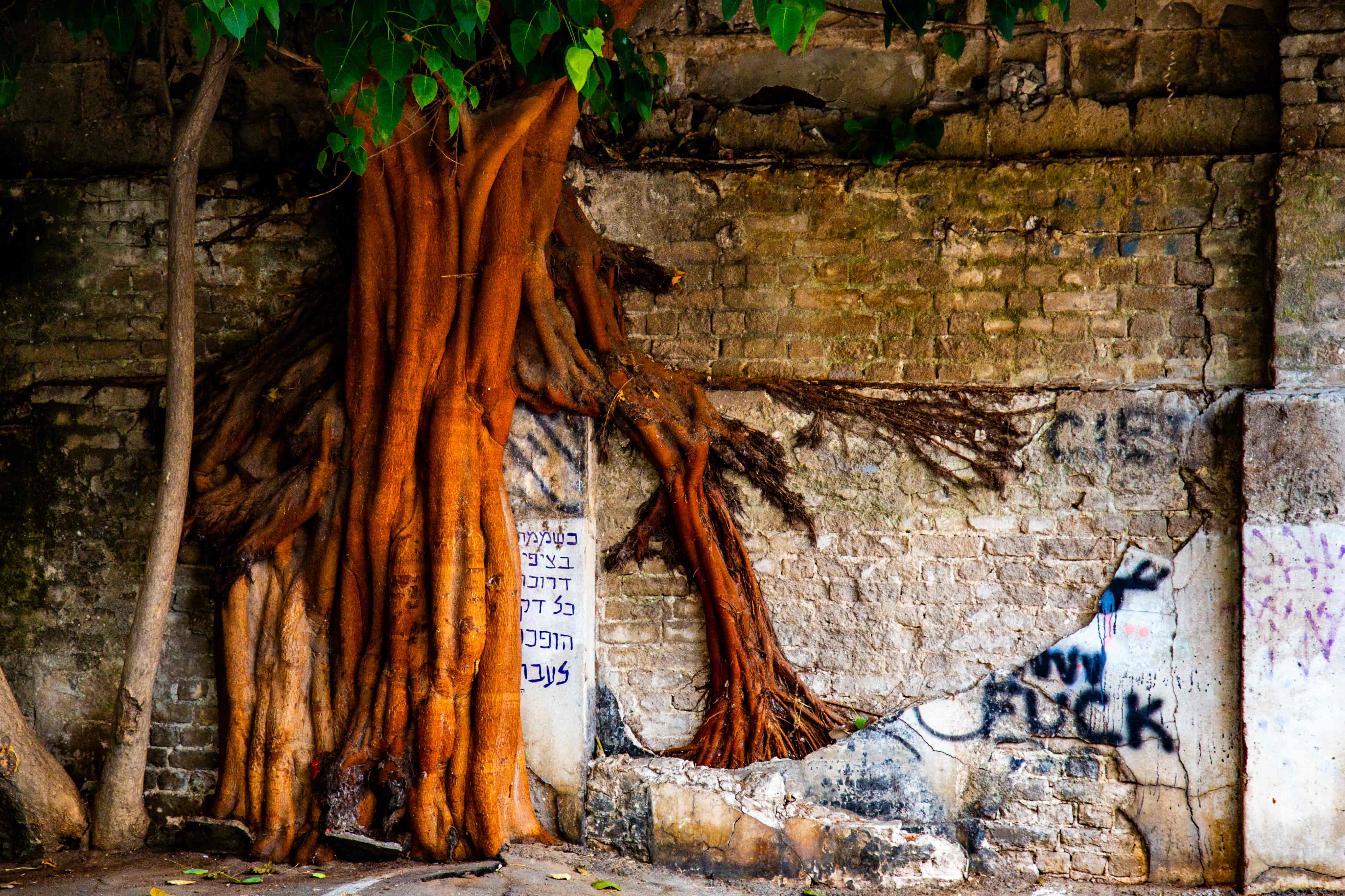 Tree roots break through an urban structure, evoking resilience and nature’s unstoppable force within the concrete cityscape. Florentin, Tel Aviv, Israel