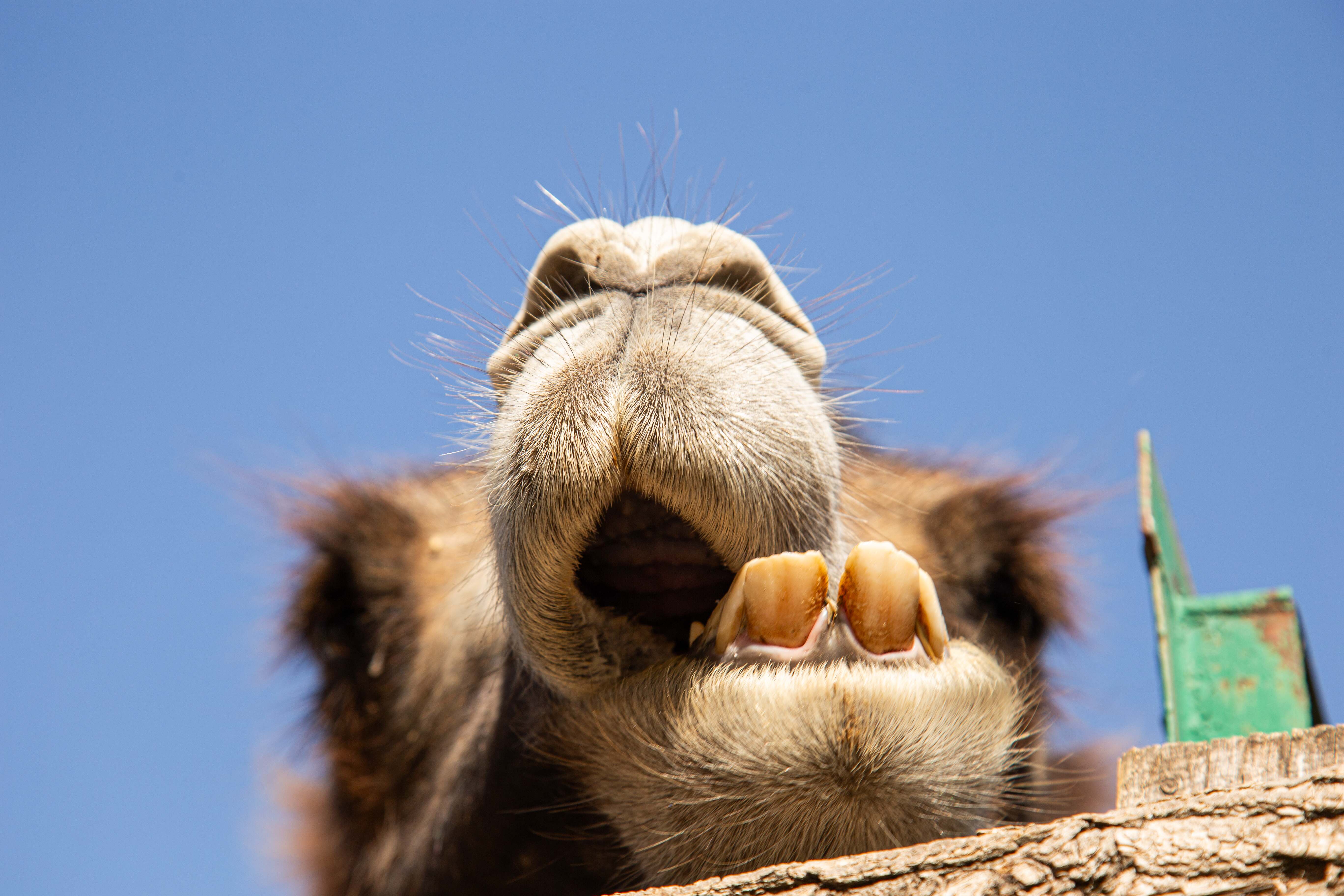 A playful low-angle shot of a camel's snout and front teeth, set against the bright blue sky, capturing its whiskers. Varna, Bulgaria