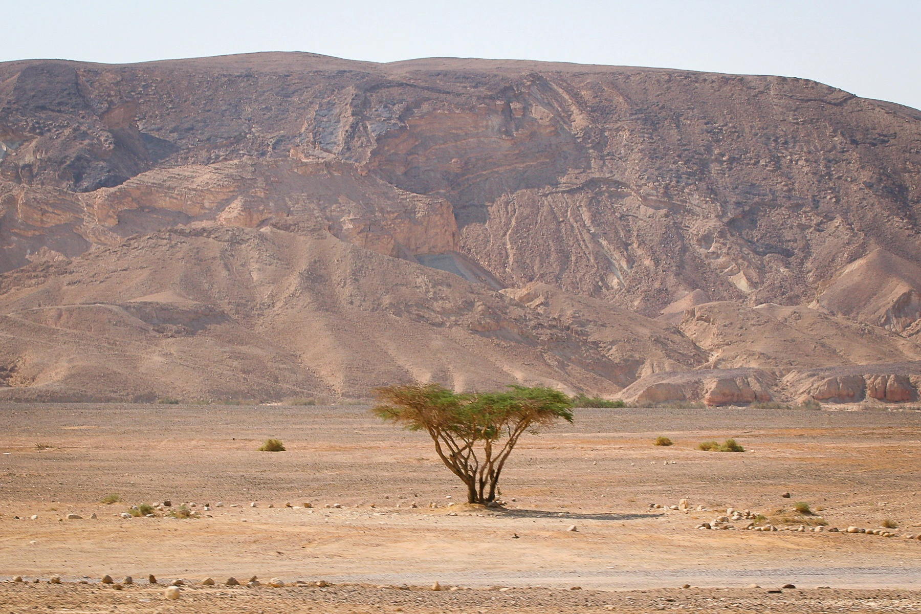 Arava Desert Selected for the "Nature Exposed" International Group Loosenart Exhibition in Rome , 09 -10/ 2024