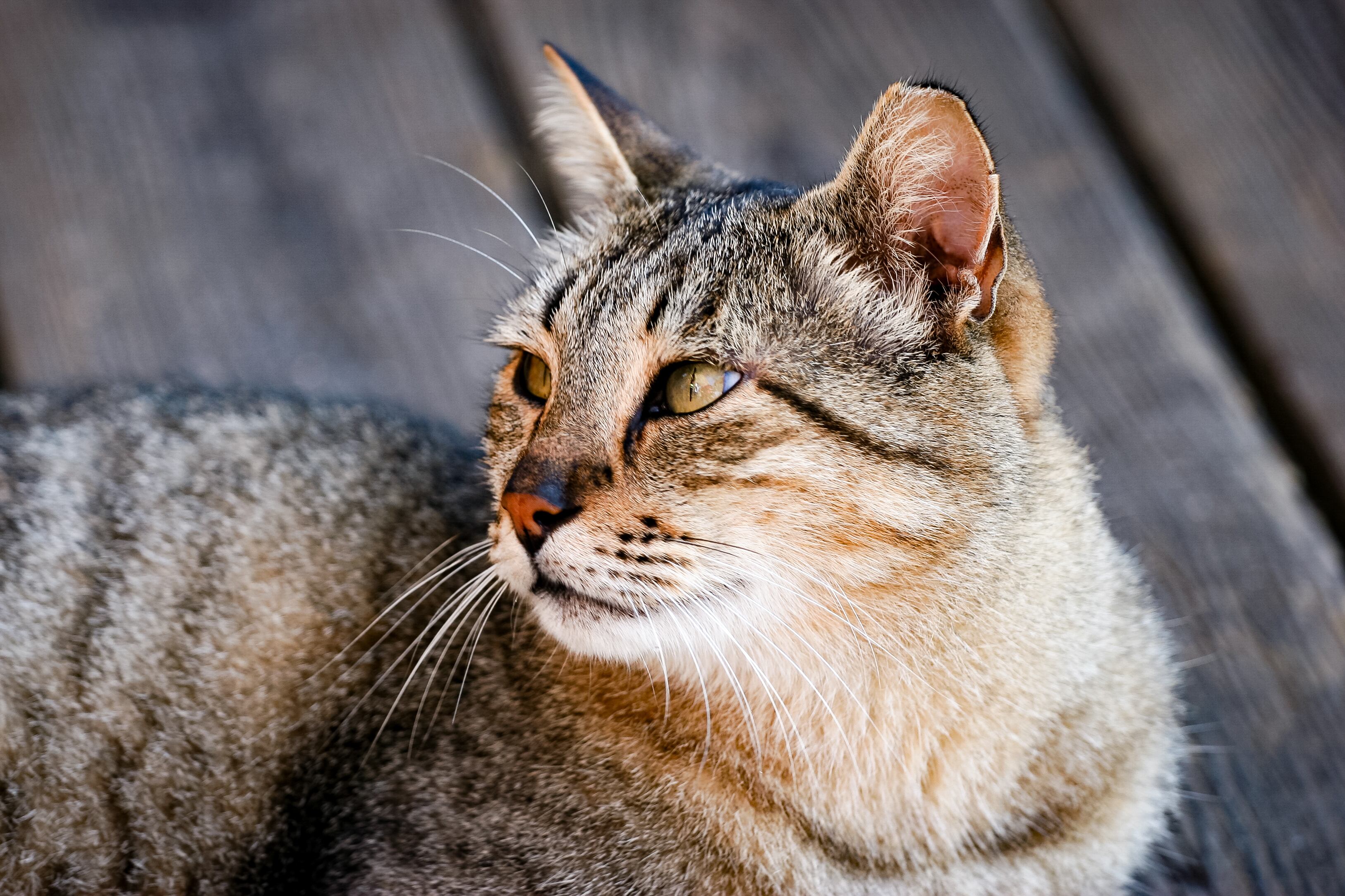 A close-up shot of a tabby cat lying down, looking to the side with calm eyes. Keisaria Port, Israel