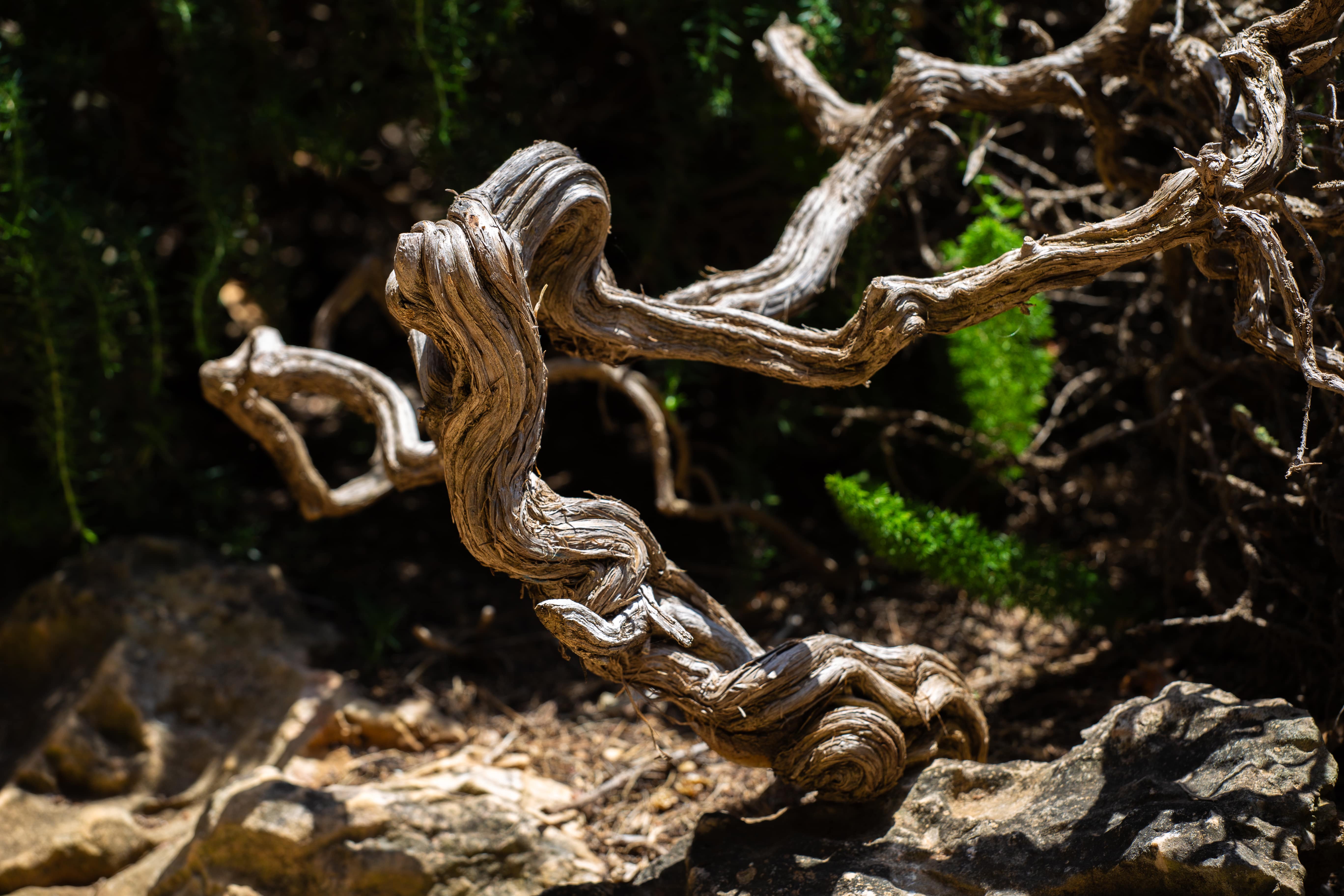 Spirals and curves of wood form a natural sculpture, highlighted by sunlight, evoking a sense of resilience and timeless beauty. Tel Aviv, Israel