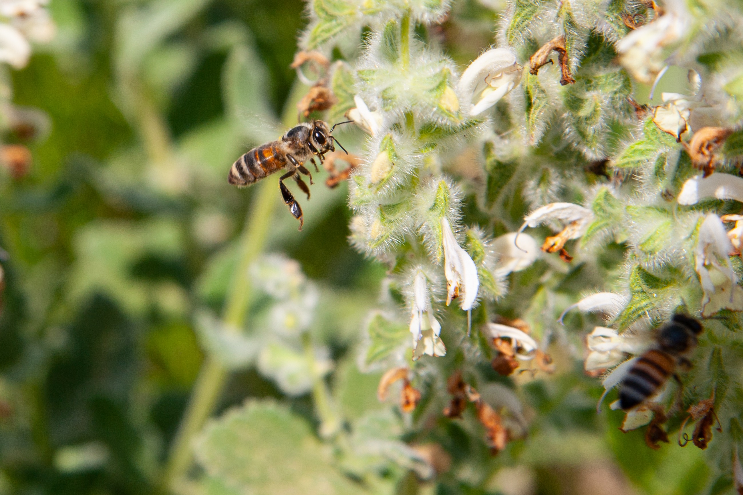 A close-up of a bee hovering near delicate white flowers, surrounded by greenery. Beit Gubrin, Israel 