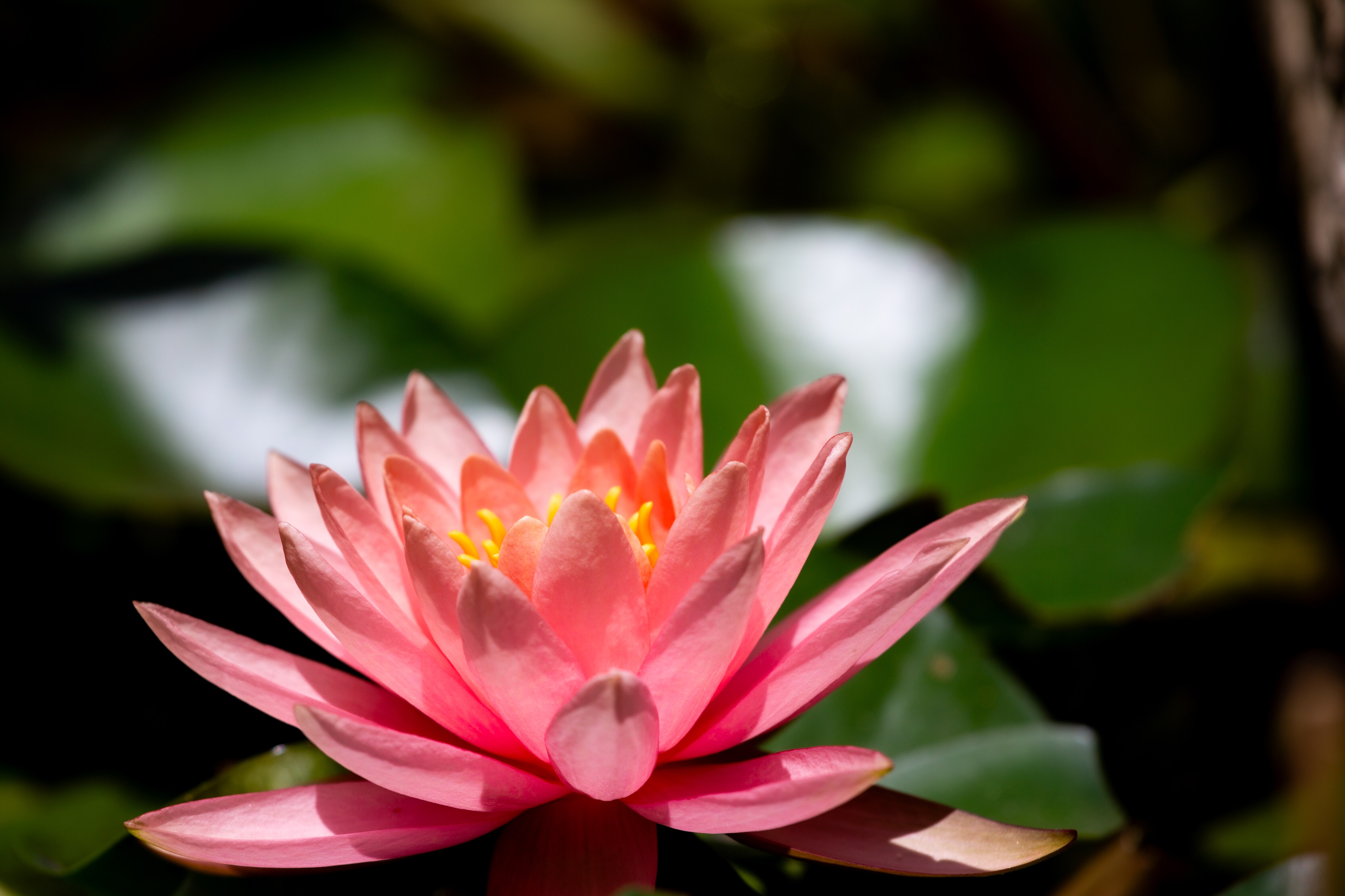 A delicate pink water lily beautifully blooming amidst lush green leaves, illuminated by gentle sunlight. Ramat HaNadiv, Israel