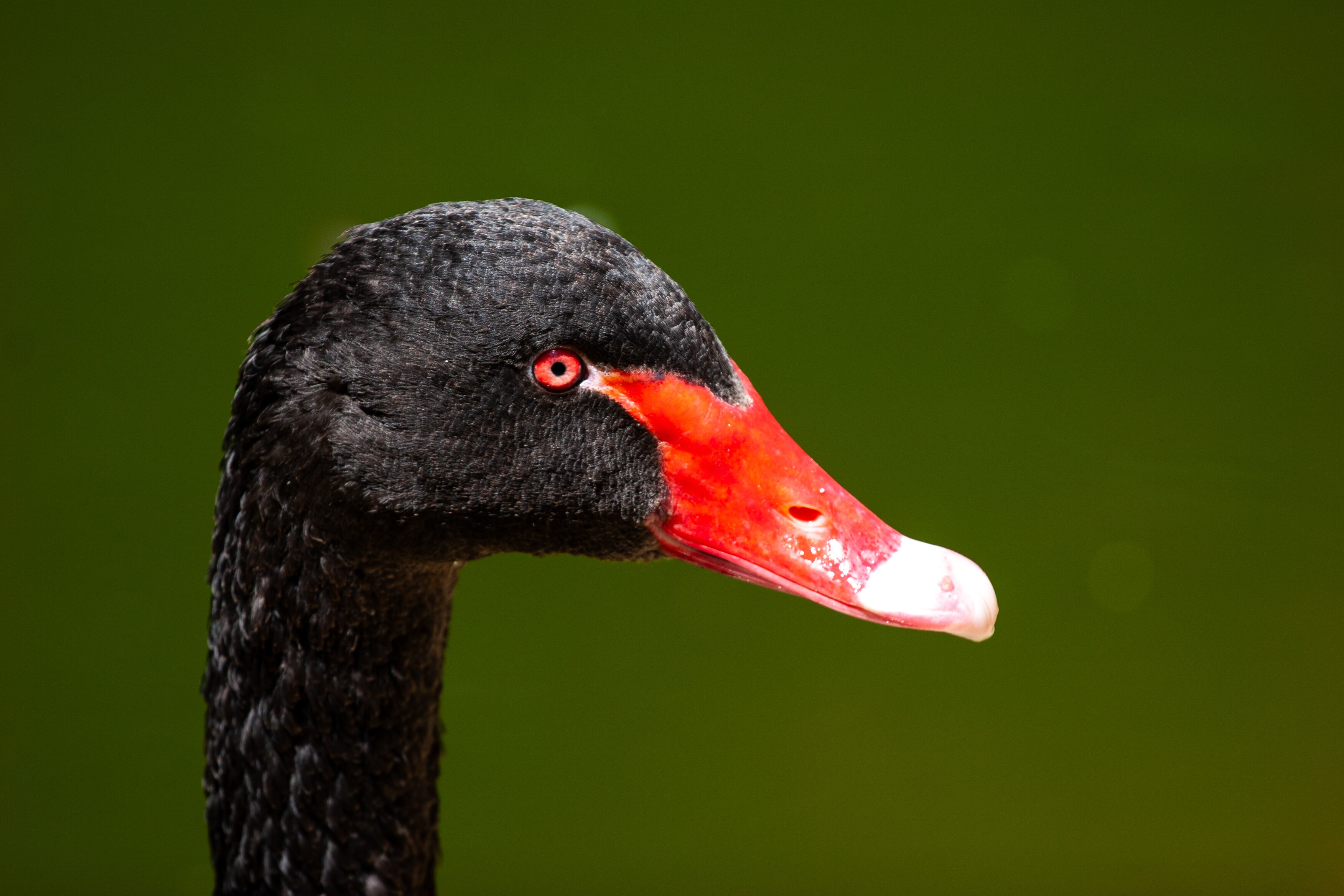 A detailed side view of a black swan's head, showcasing its vibrant red beak and intense red eye, set against a soft green backdrop. Park Yarkon, Israel