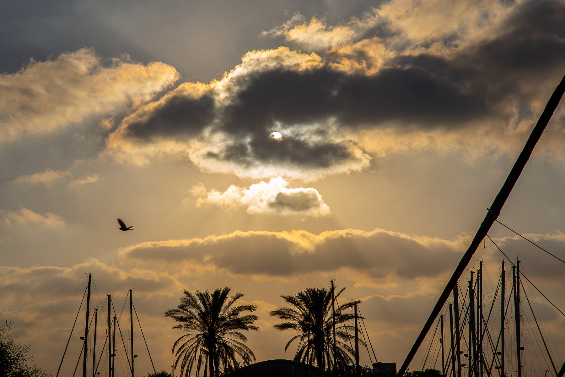 A dramatic sunset with sun rays breaking through clouds, silhouetting palm trees and masts at the marina. Hertzliya, Israel